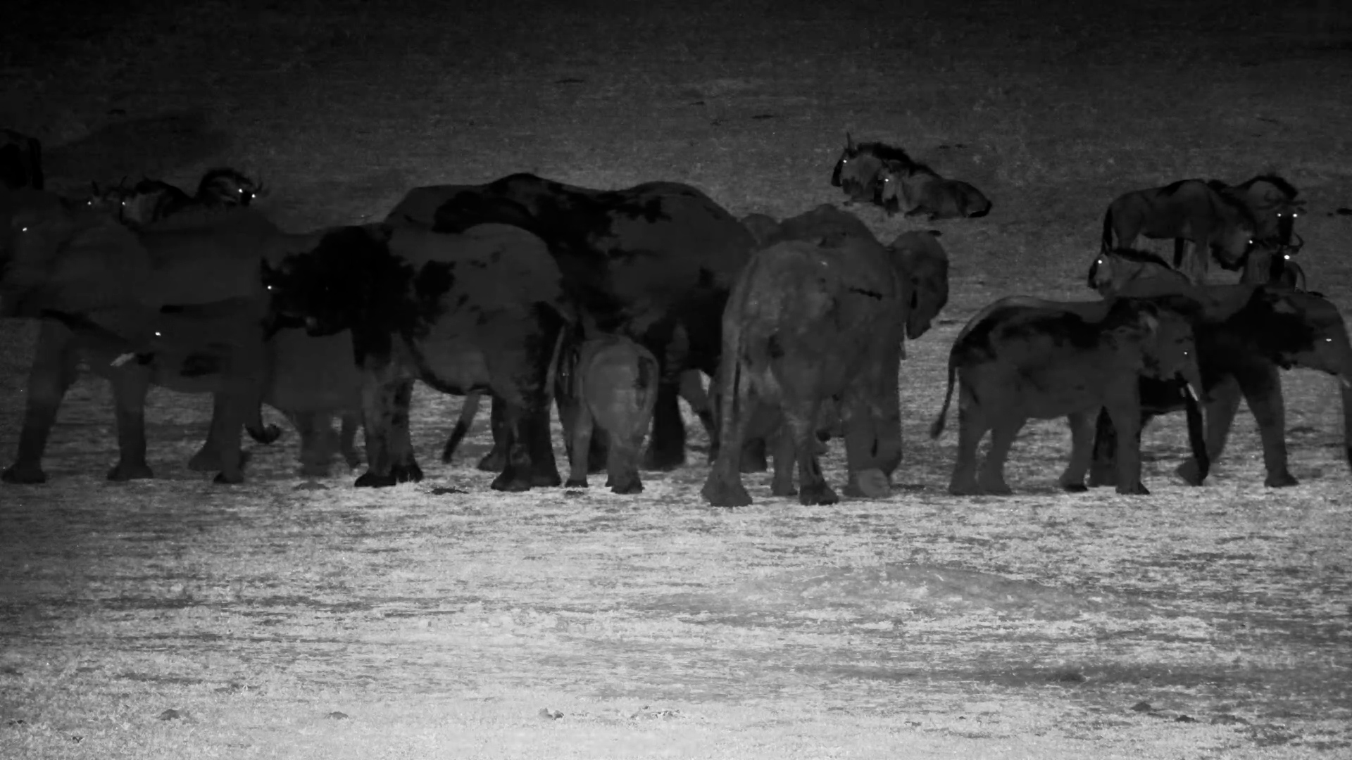 Gentle Giants on the Move at Hwange