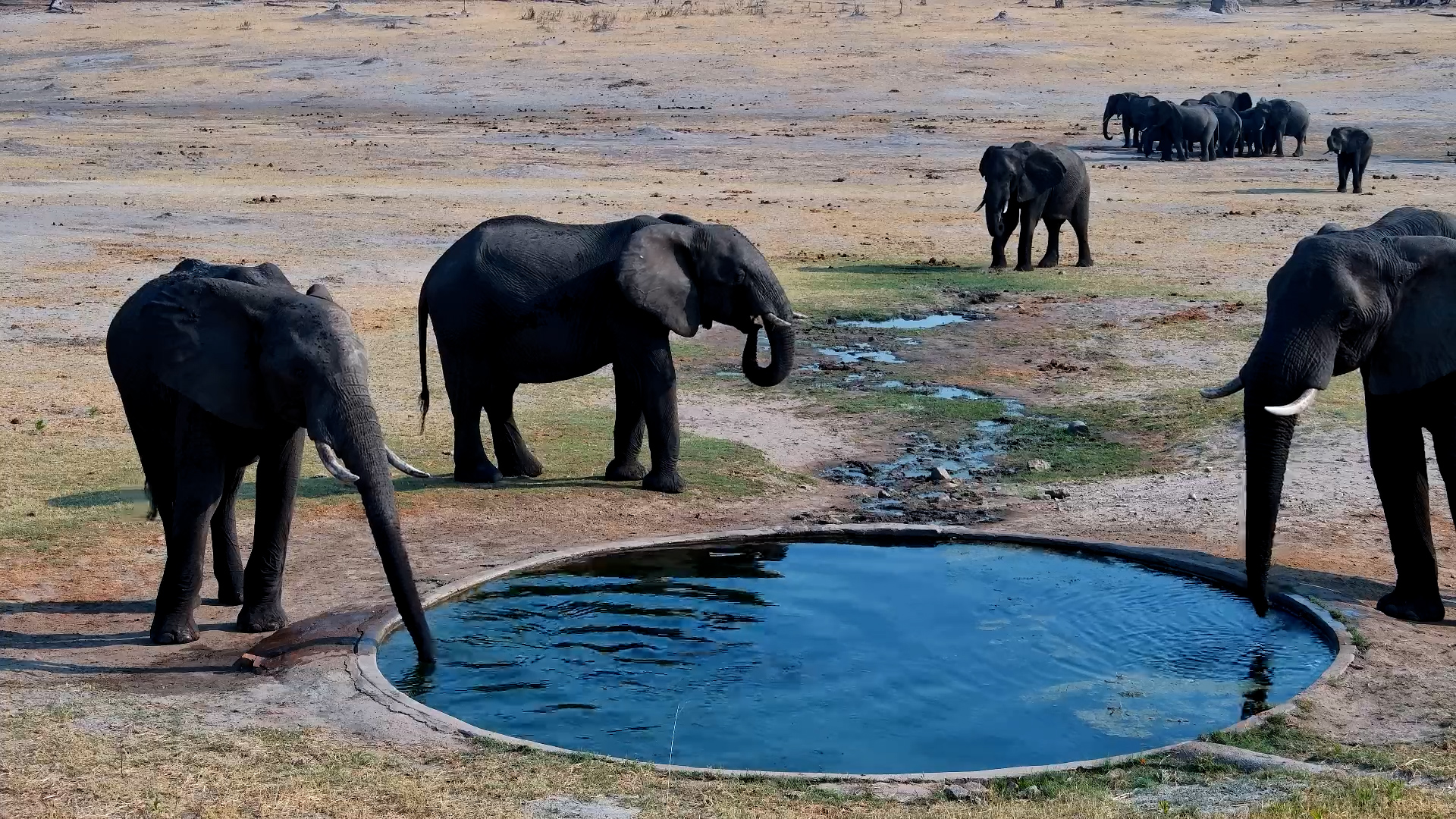 Peaceful Waterhole Moment: Elephants at Hwange