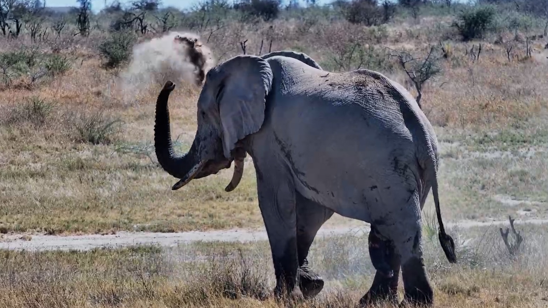 Elephant Tries Shaking a Palm Tree for a Snack