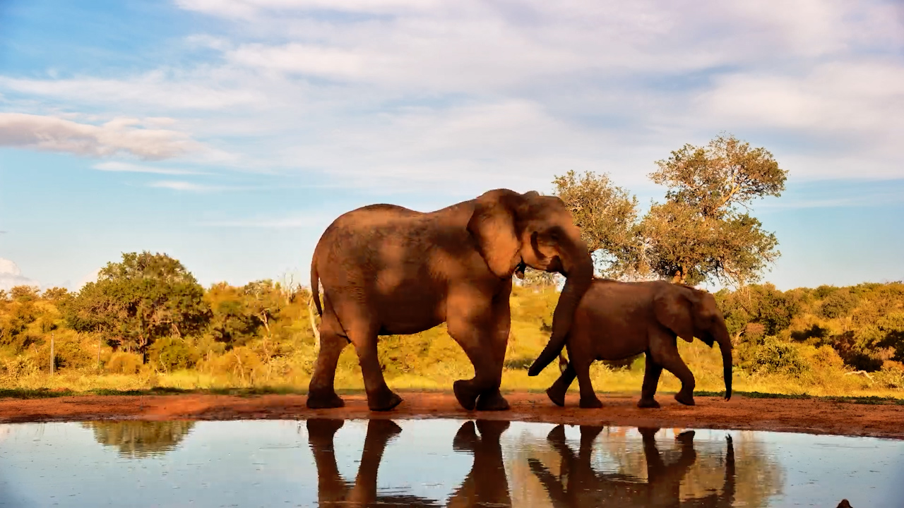 Last to Leave the Waterhole - A Mum & Calf Moment