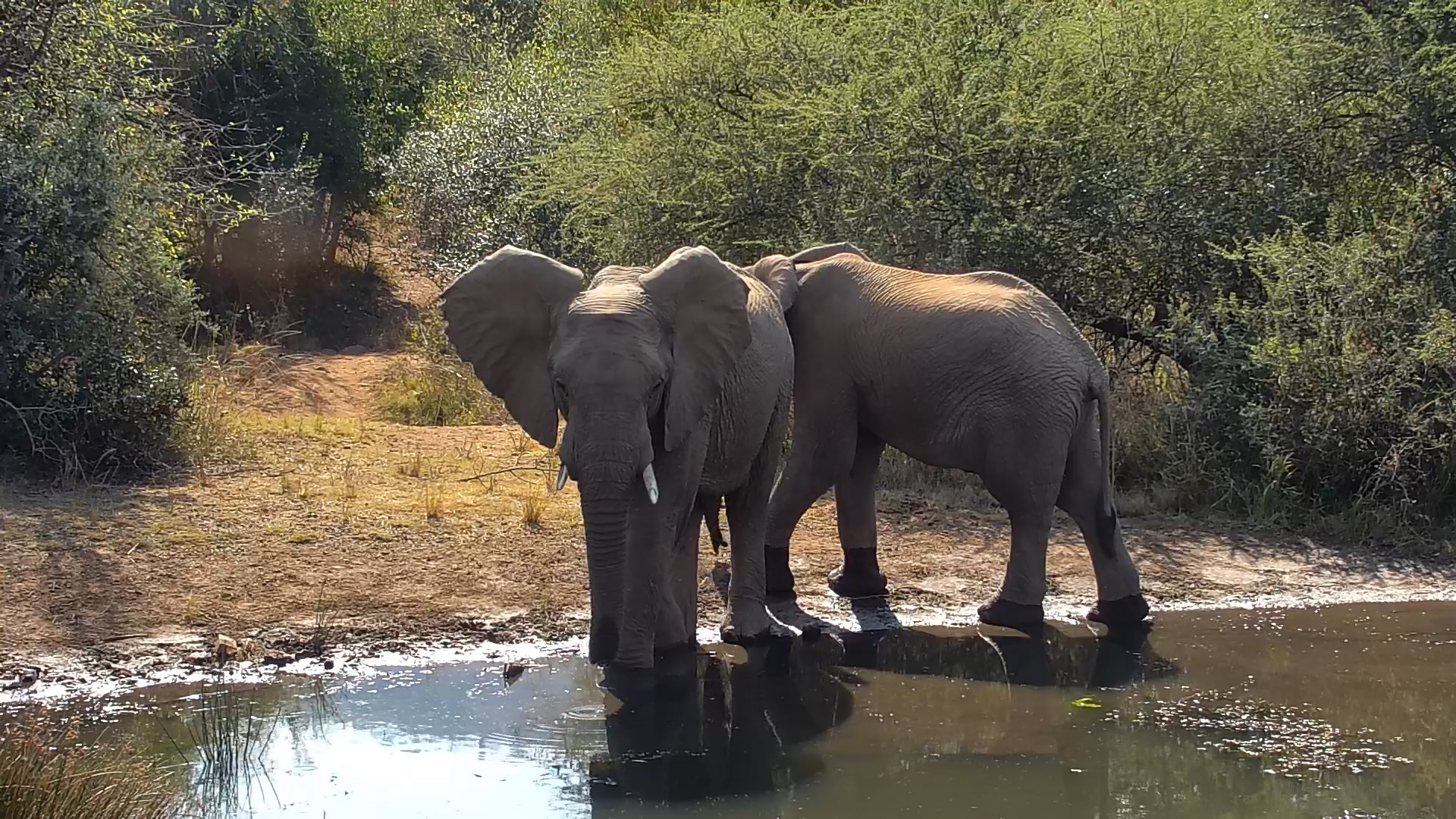 Just Two Elephants Enjoying Life