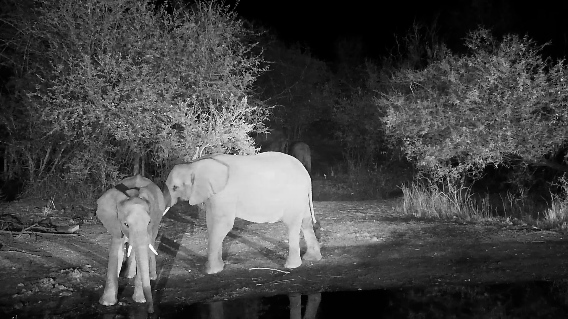 Elephants Pass by Kwa Maritane Waterhole