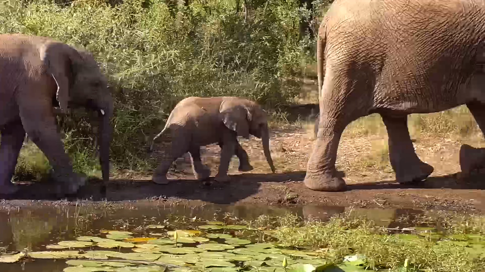 Herd of Giants With the Cutest Calf