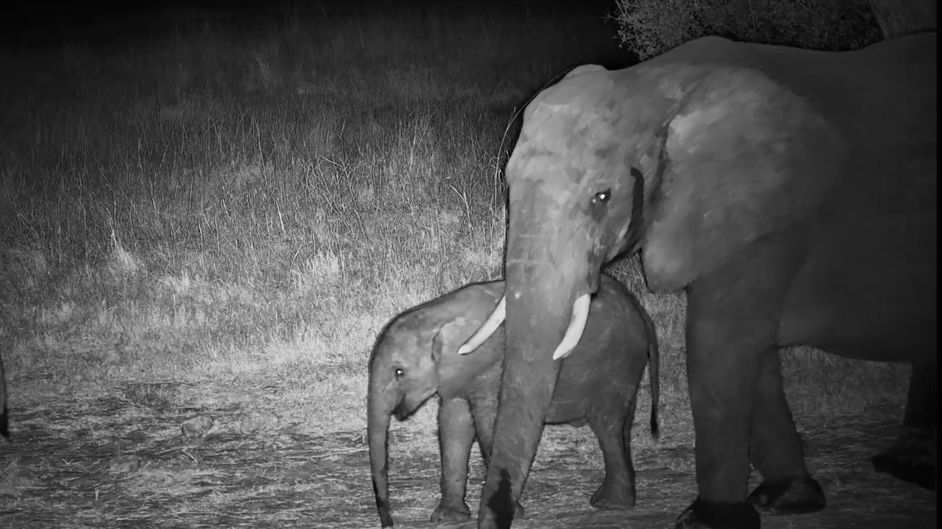 Elephants Drift Into a Very Quiet Night