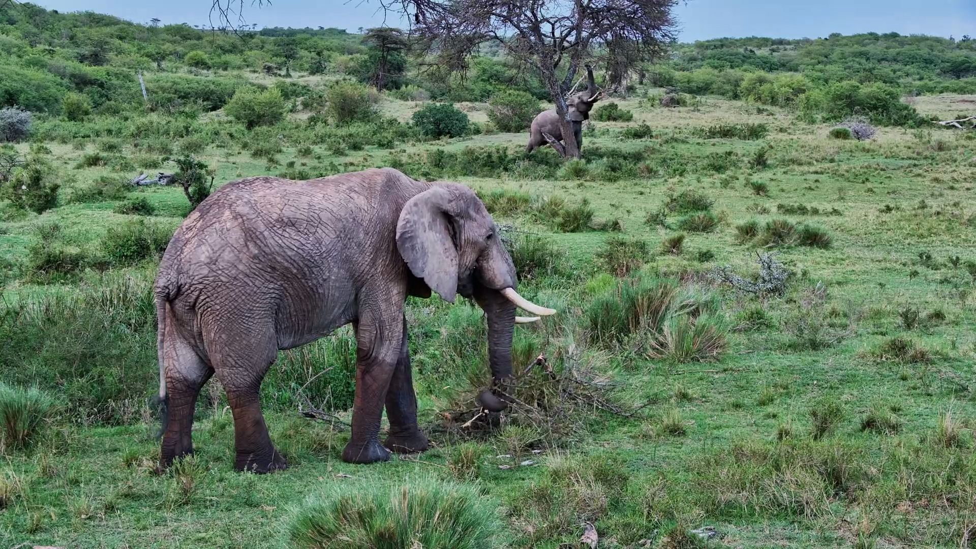 Elephants Feast in the Mara