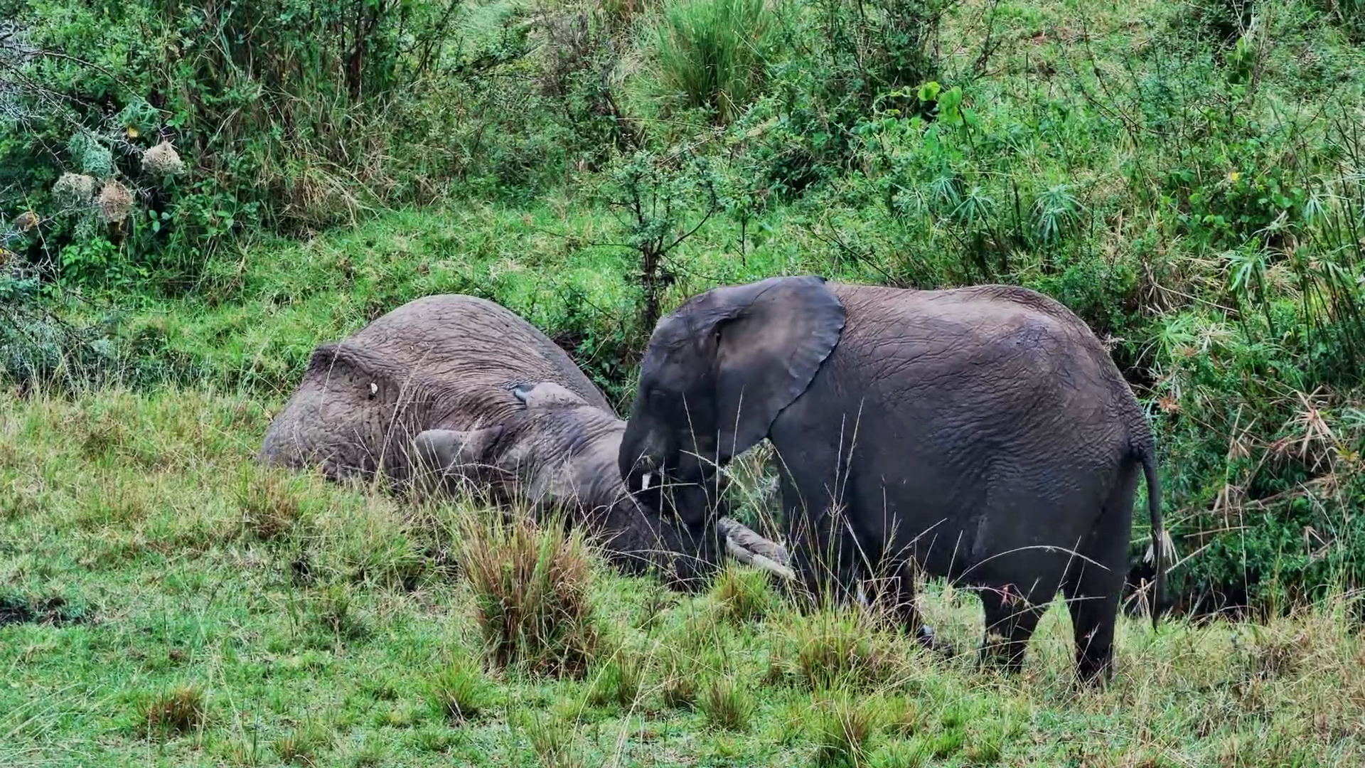 When Mom Isn’t Done Resting… Elephant Calf Has Other Plans!