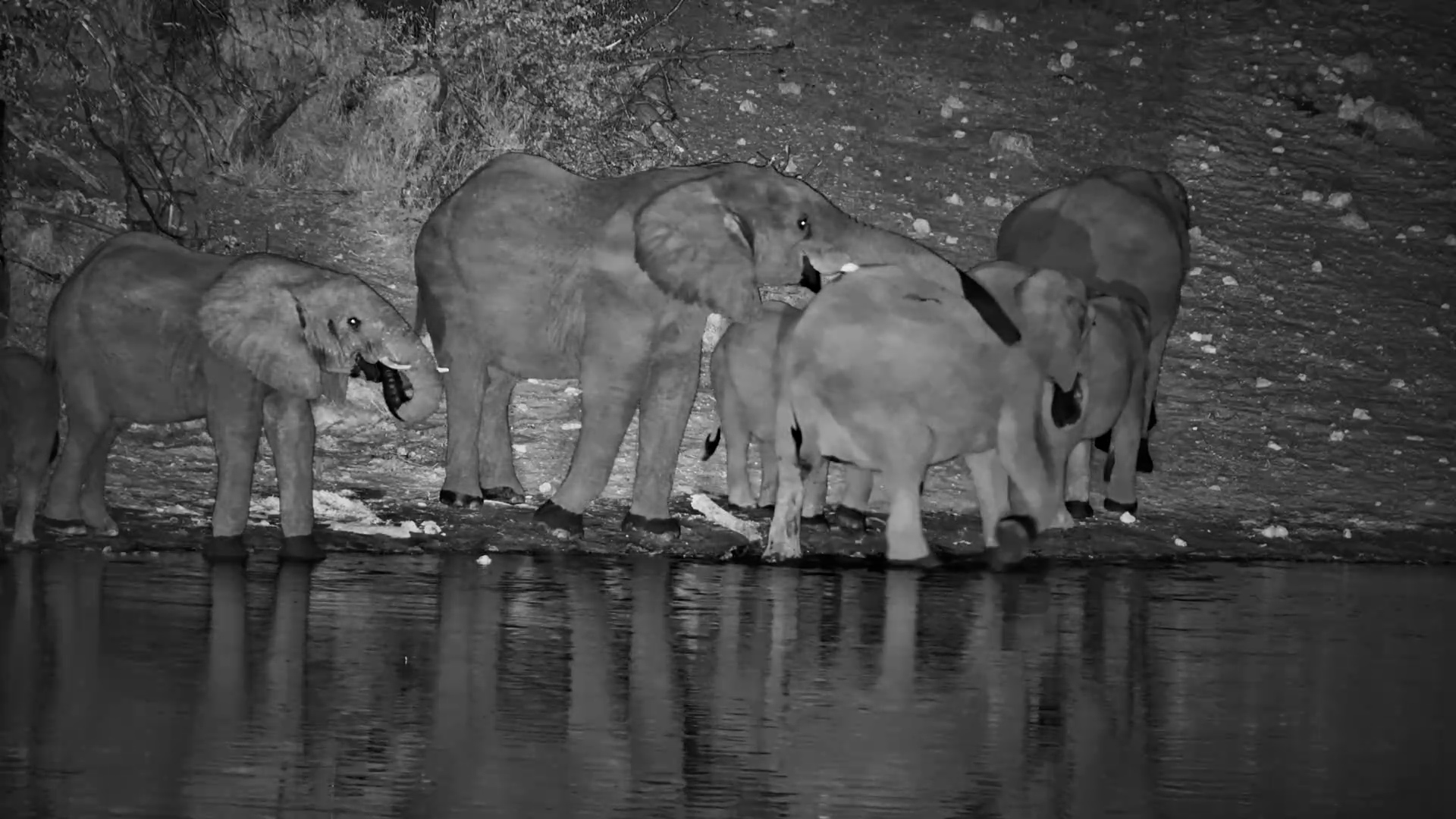 Elephants Owned the Night