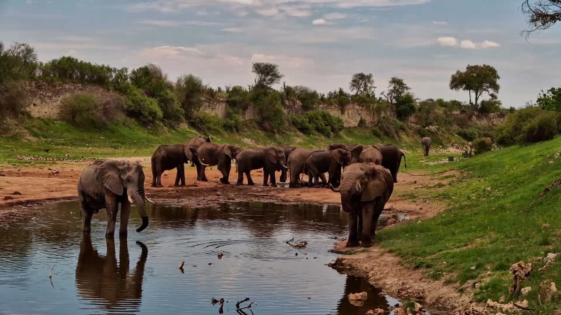 Elephant Bulls Crowd the Outlet Pipe for Fresh Water