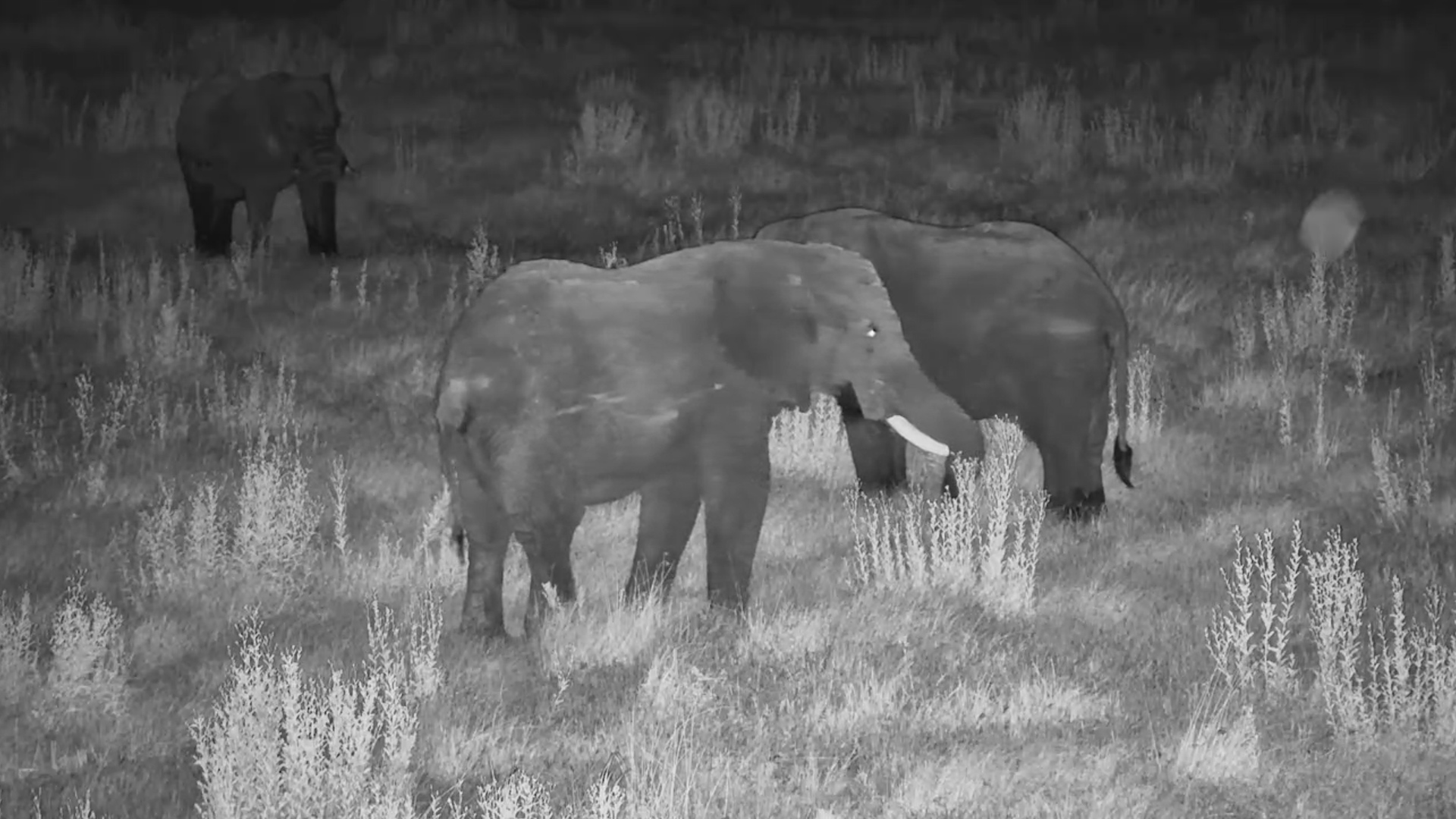 Darkness and Giants - Elephants Unwind at Moela