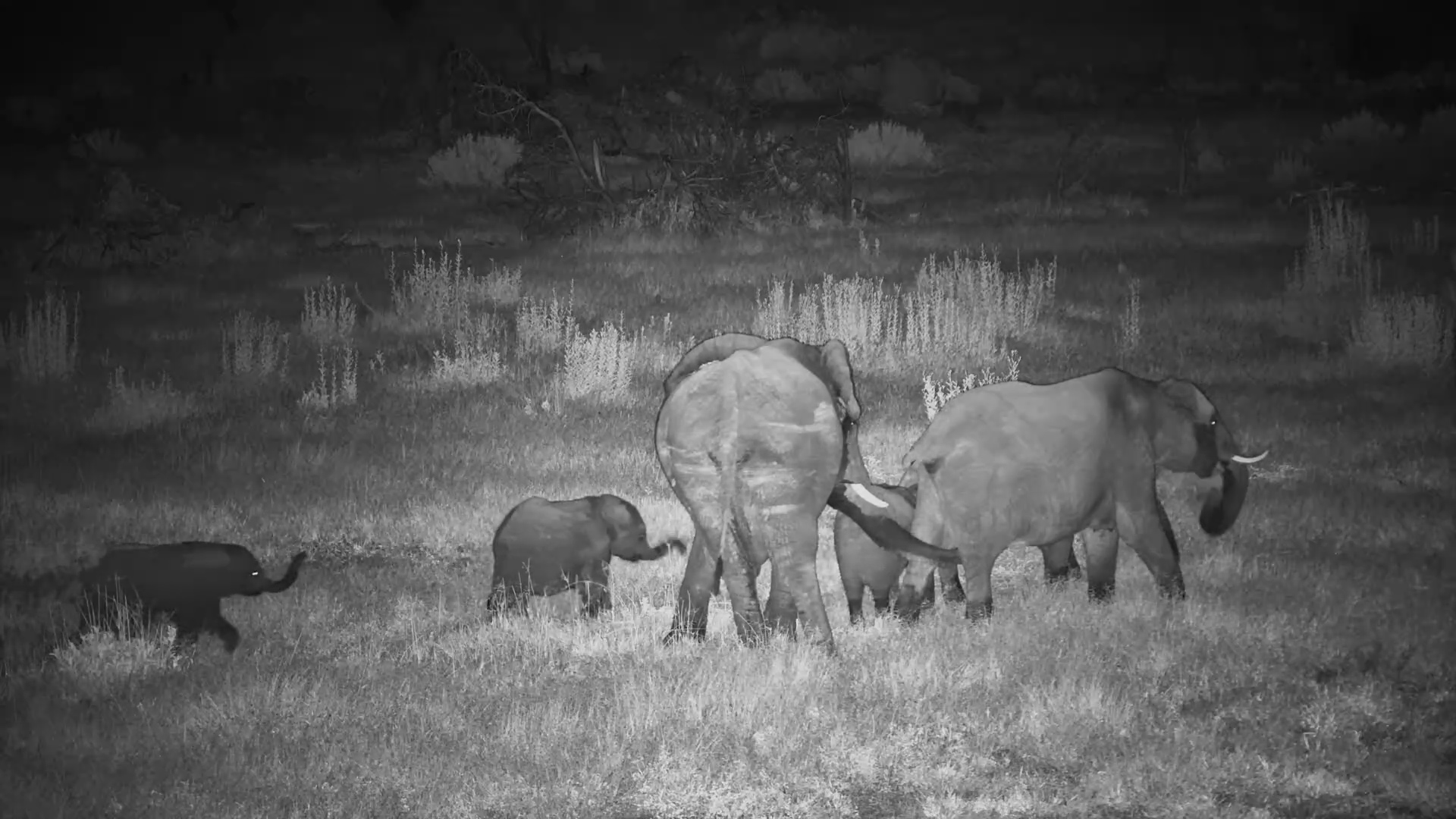 Elephants Drink & Feed Under the Stars