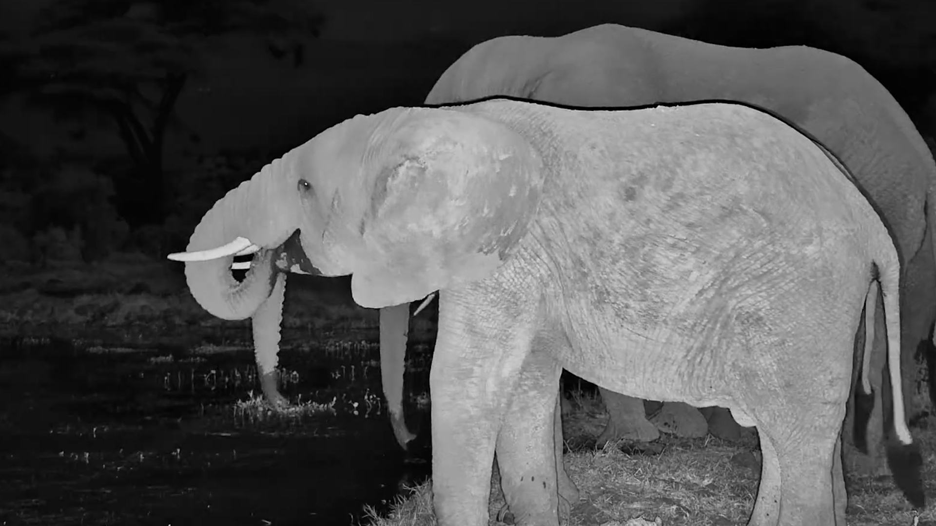 A Calm Night at the Waterhole With Elephants