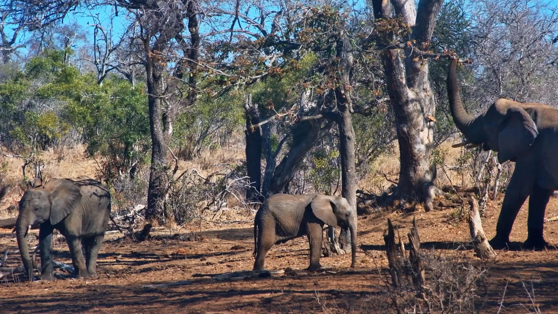 Elephant Sparring at Serondella