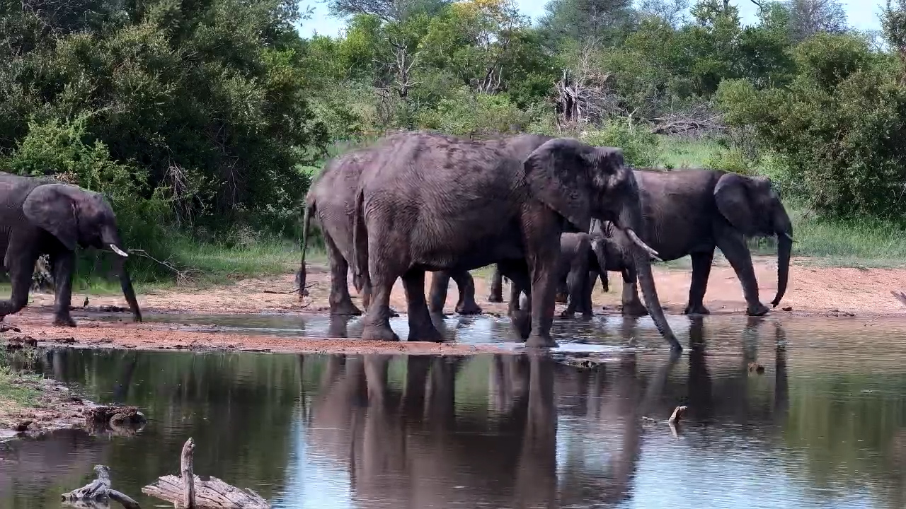 Elephants Enjoy a Summer Drink