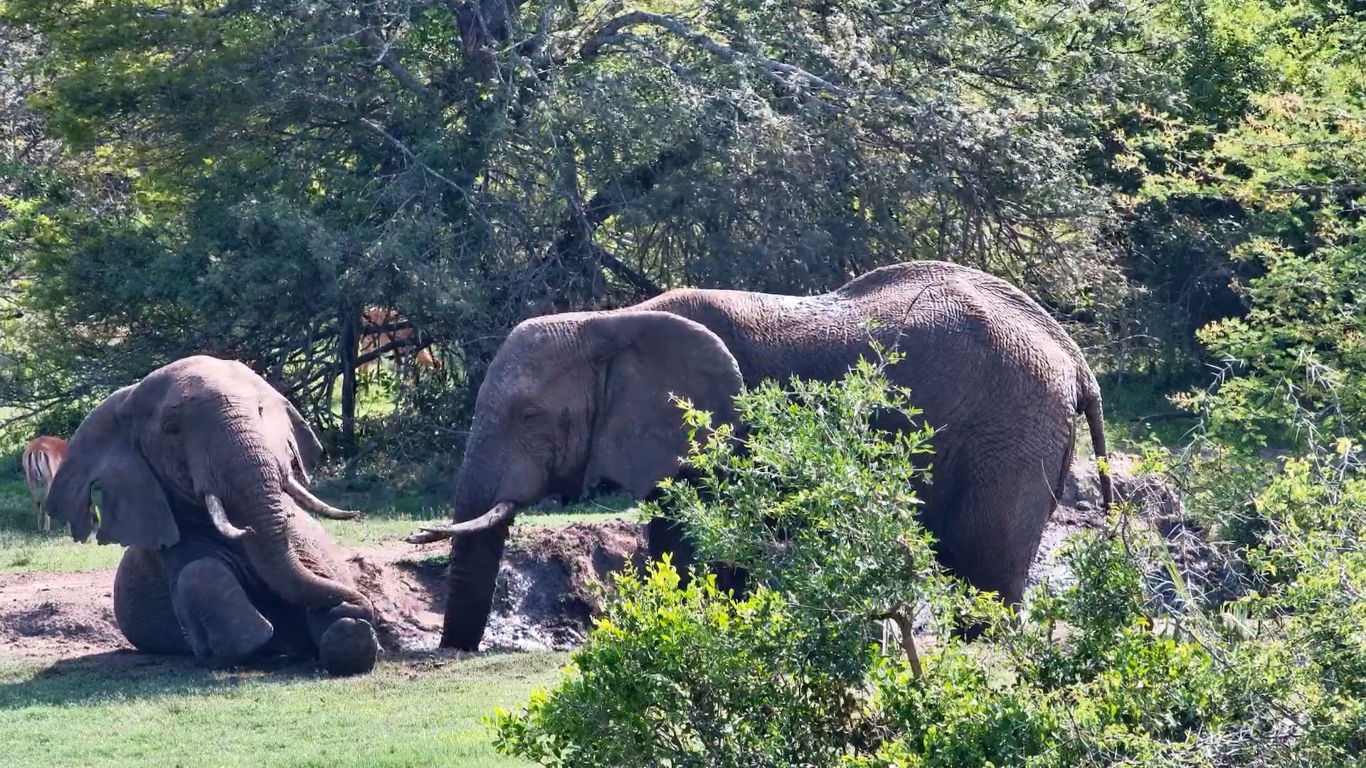 Two Elephants Share a Playful Mud Bath at Tembe
