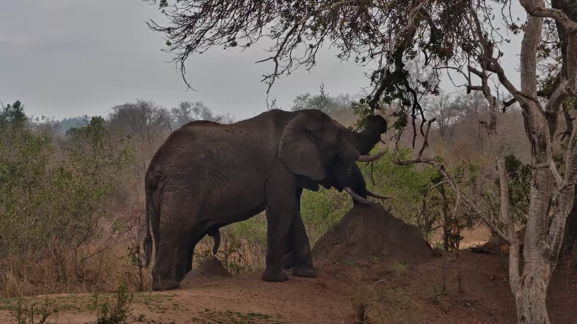 Elephants Enjoy a Snack Around Roy’s Dam