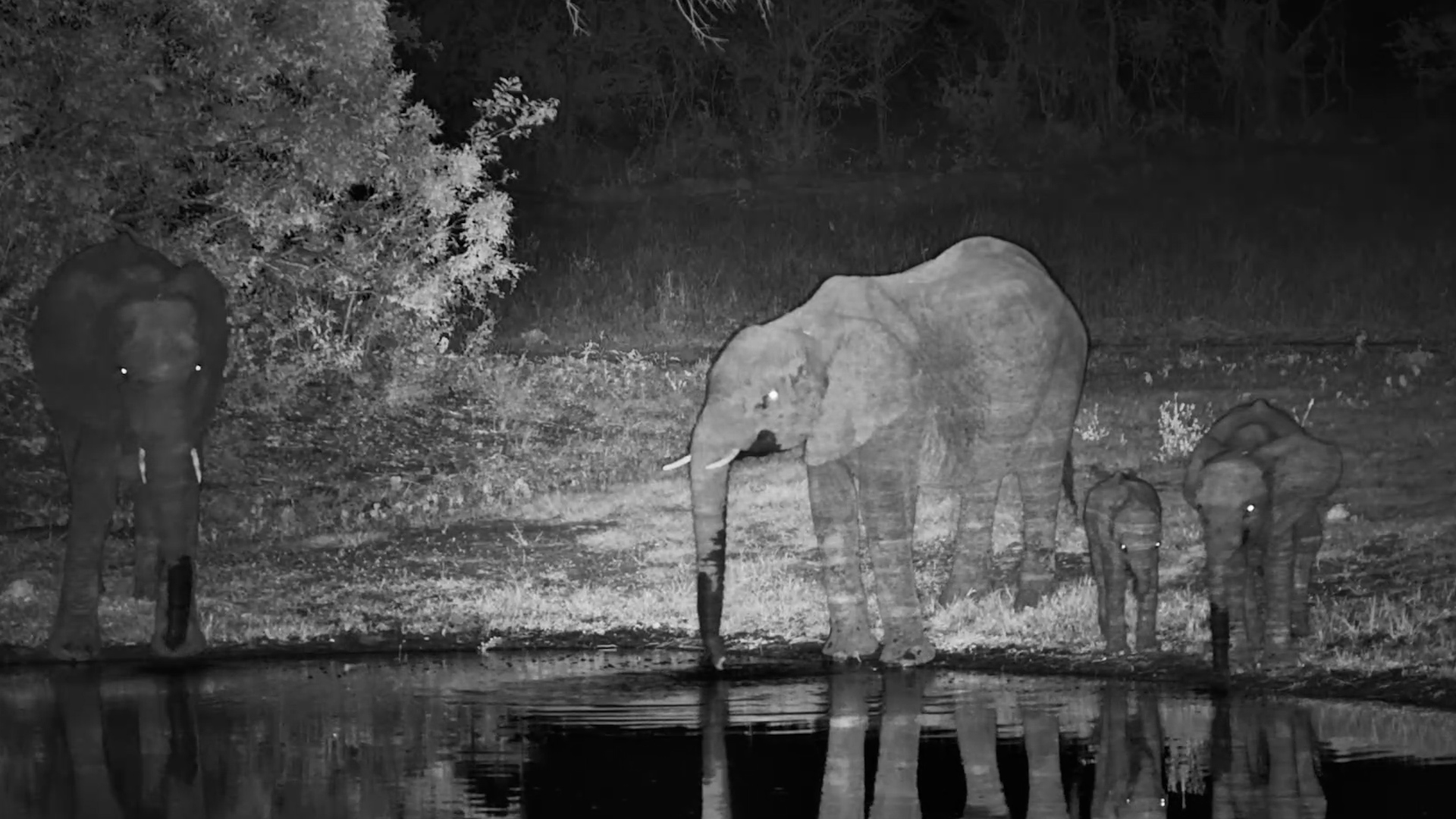 Elephant Family Night Out