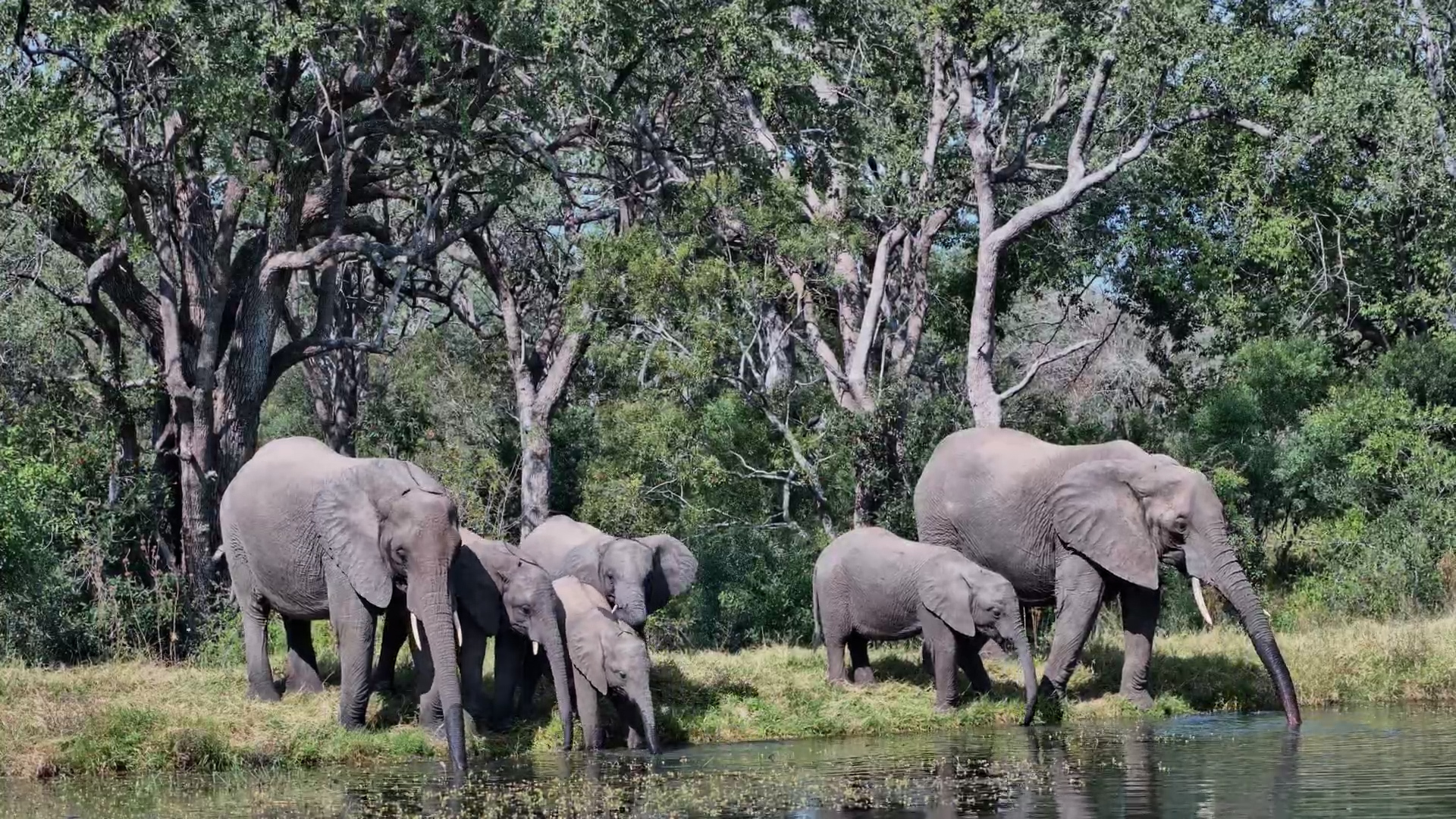Elephant Family Gathers for a Drink