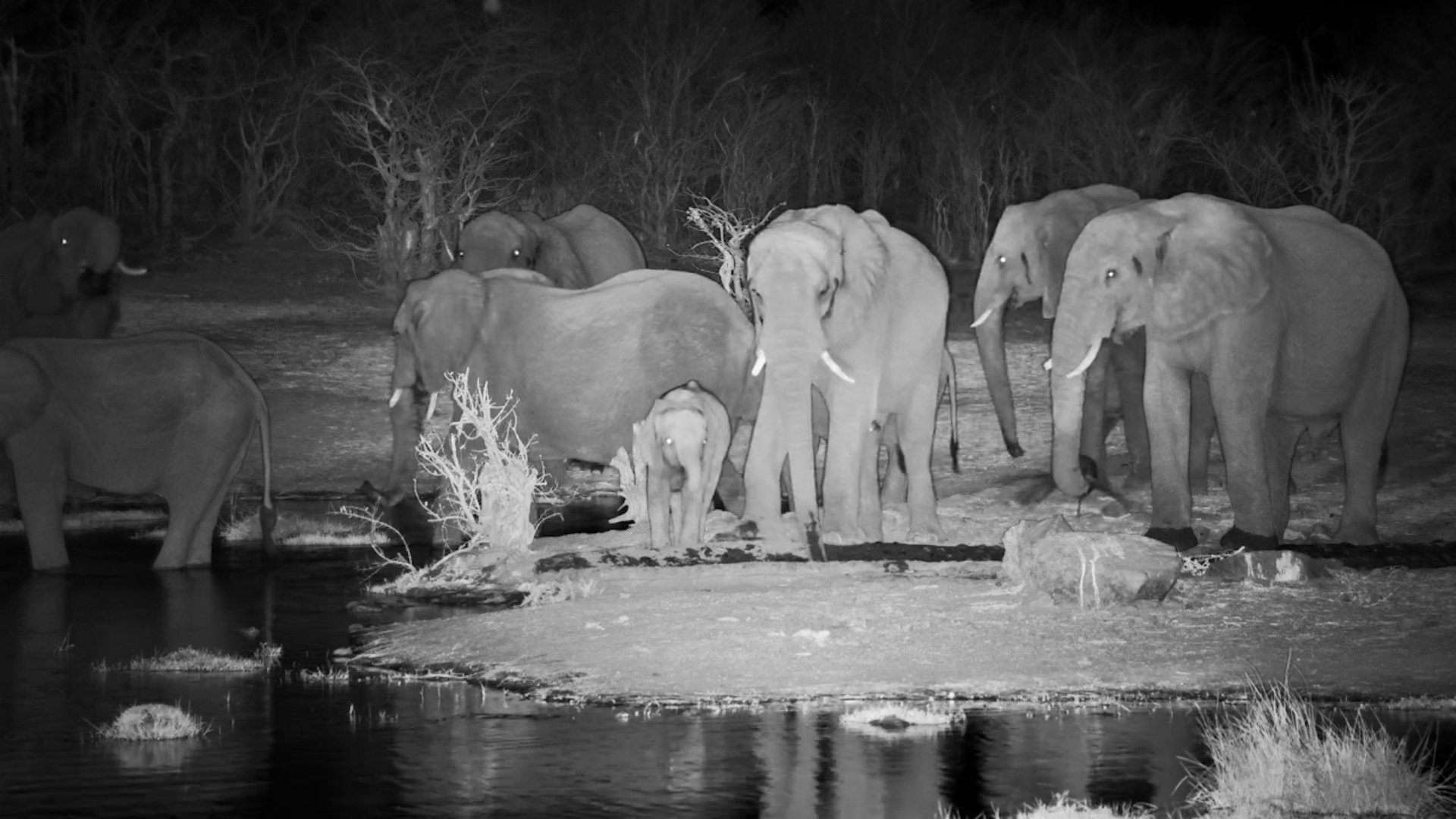 Vic Falls Safari Lodge After Dark: Elephant Gathering