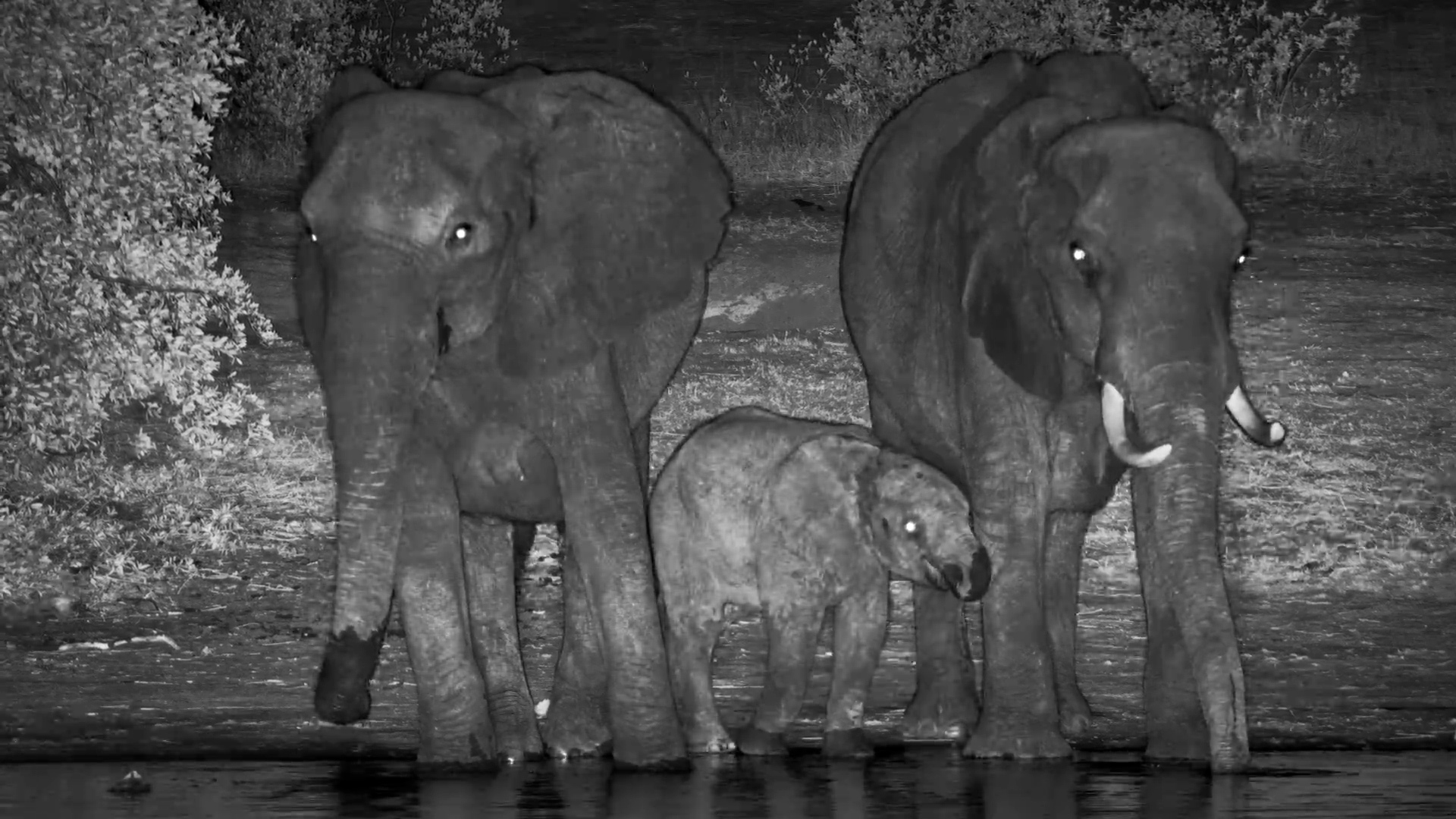 Elephant Family Gathering
