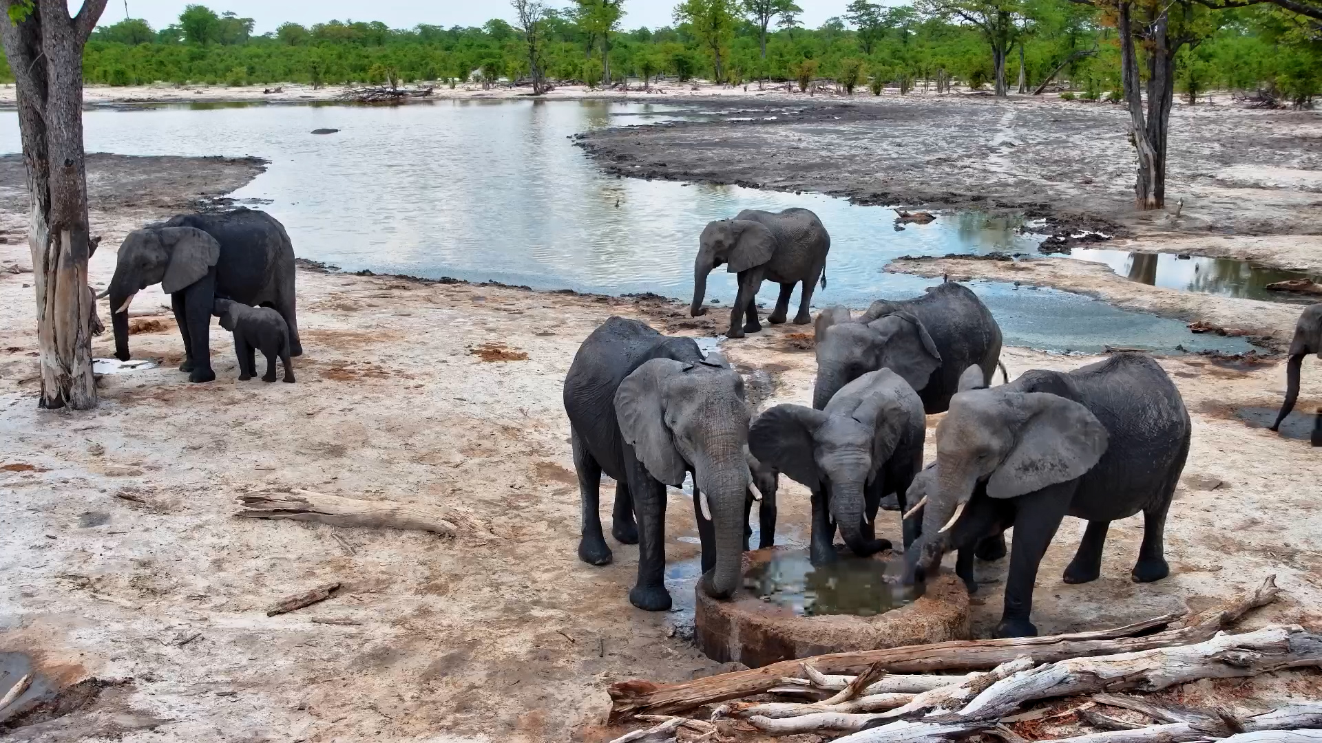 Baby Elephant Nursing in the Wild
