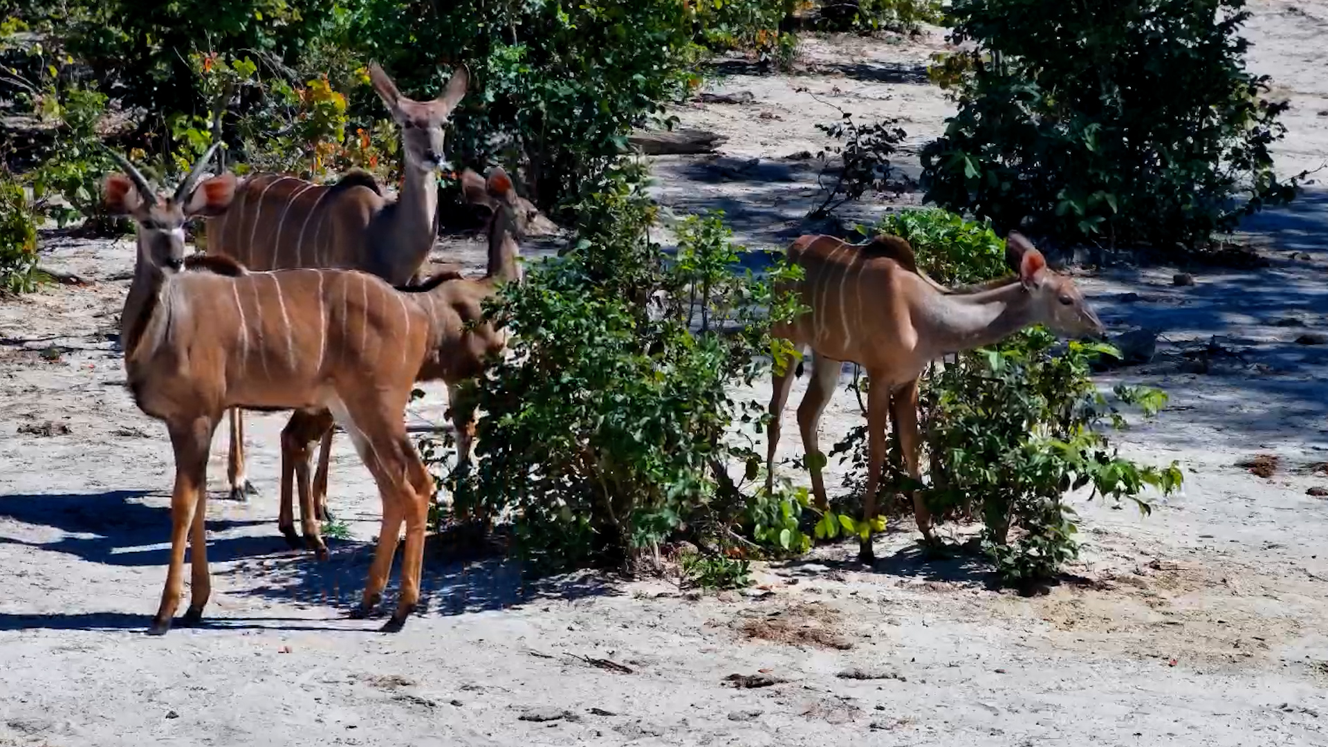 Kudu in the Mopane at Elephant Pan