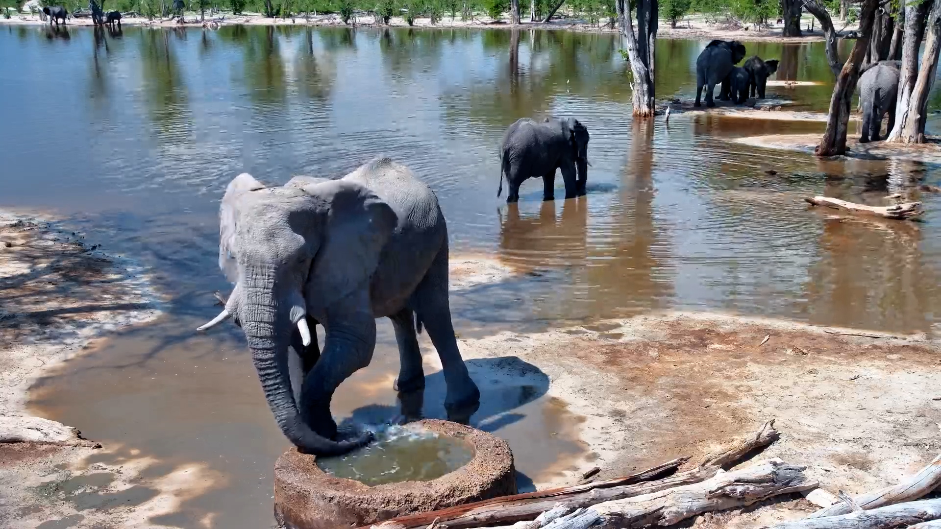 Afternoon Refresh: Elephant Herd Drinks at Elephant Pan