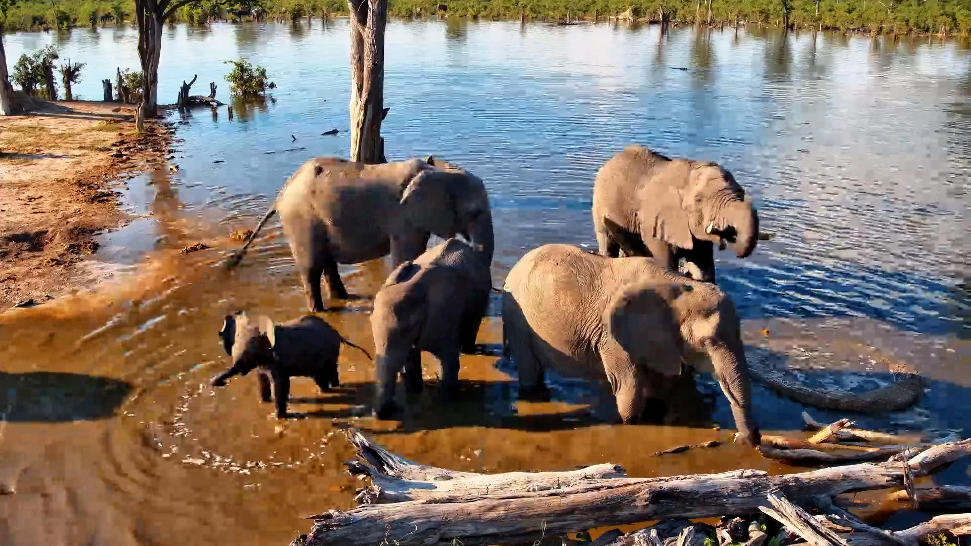 Elephants Dig and Splash at Elephant Pan