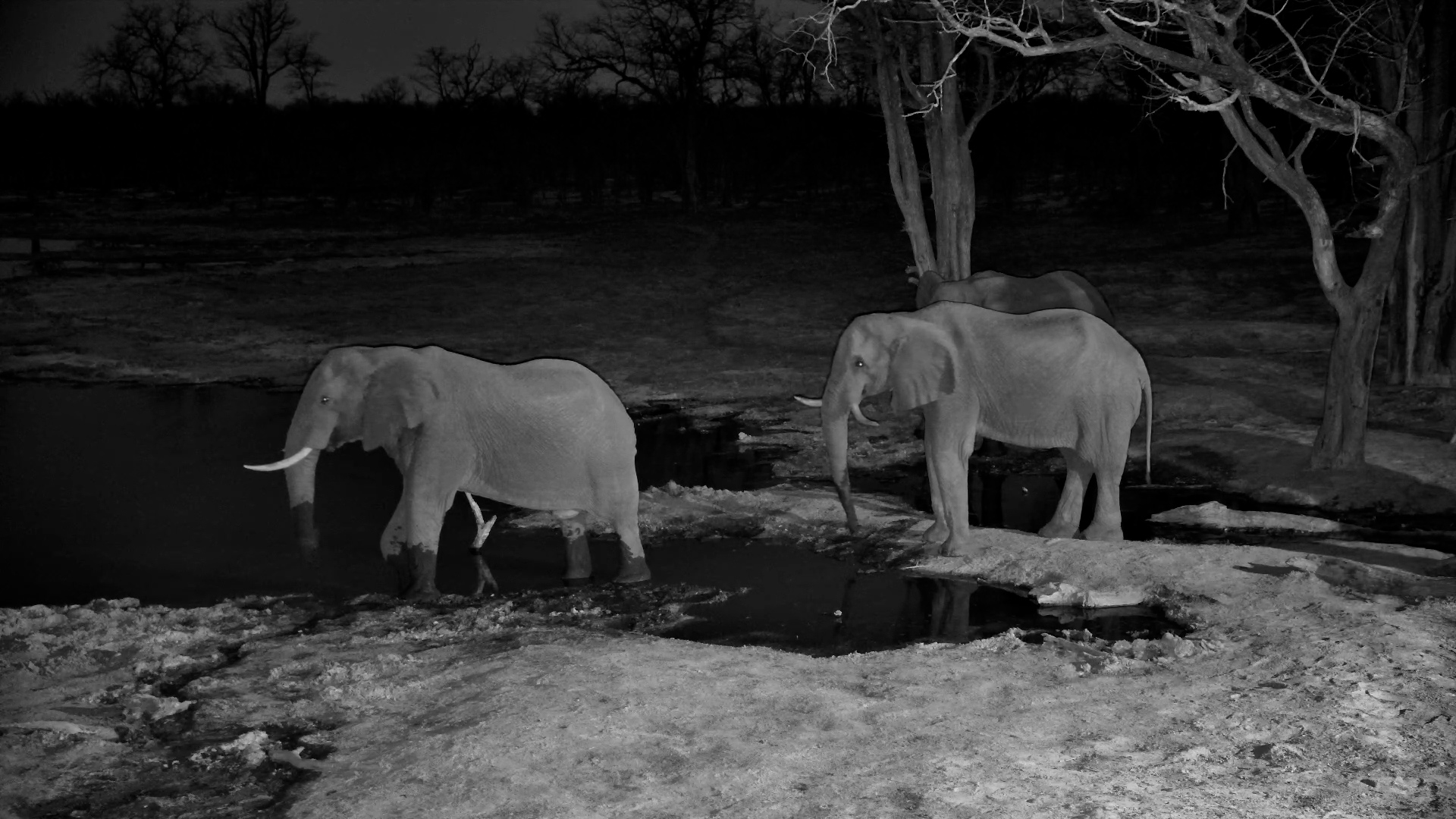https://africam-lodge-thumbnails.s3.eu-west-2.amazonaws.com/large_spotted_genet_hunting_cd_10_10_2025.jpg