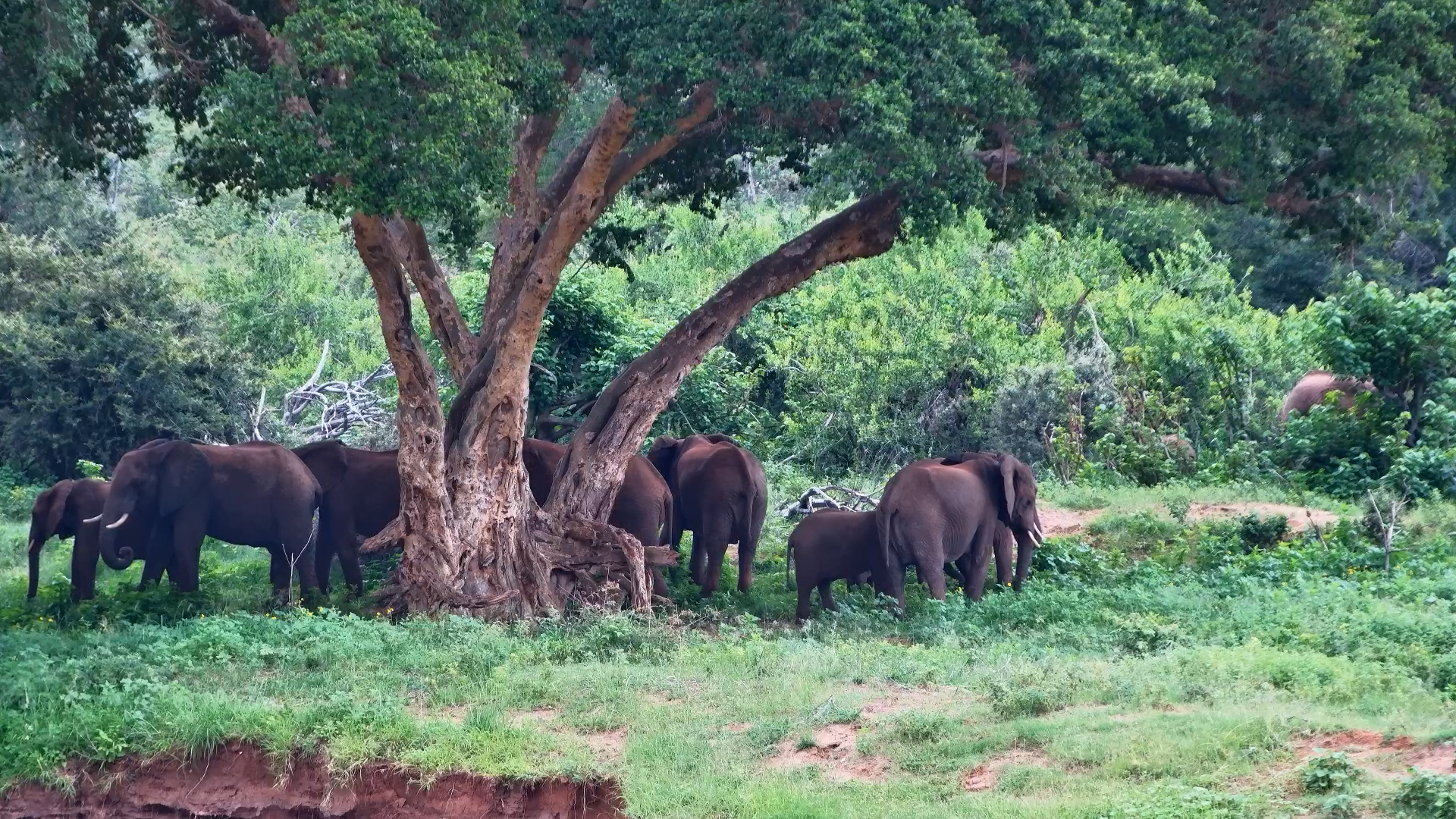 Riverbank Retreat | Elephants on the Olifants River