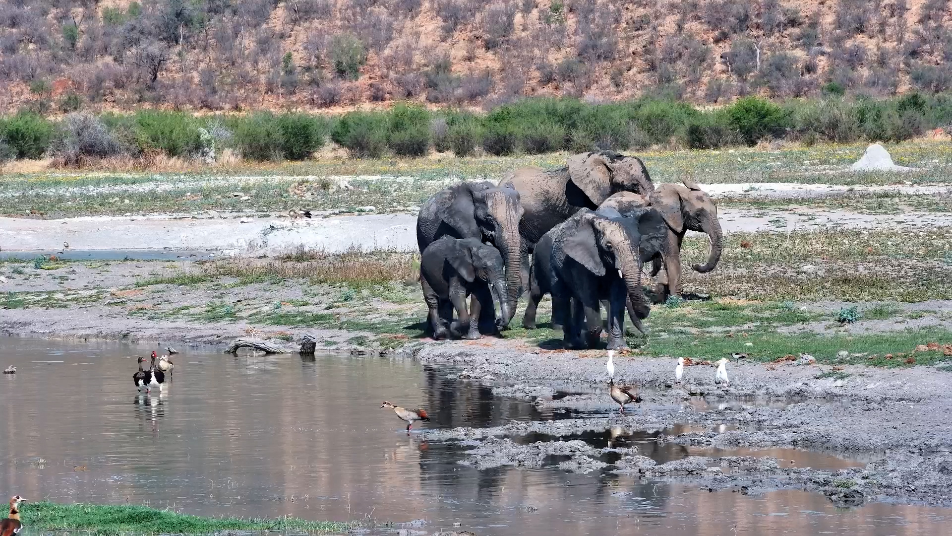 Elephant Herd Enjoys a Drink and Mud Bath