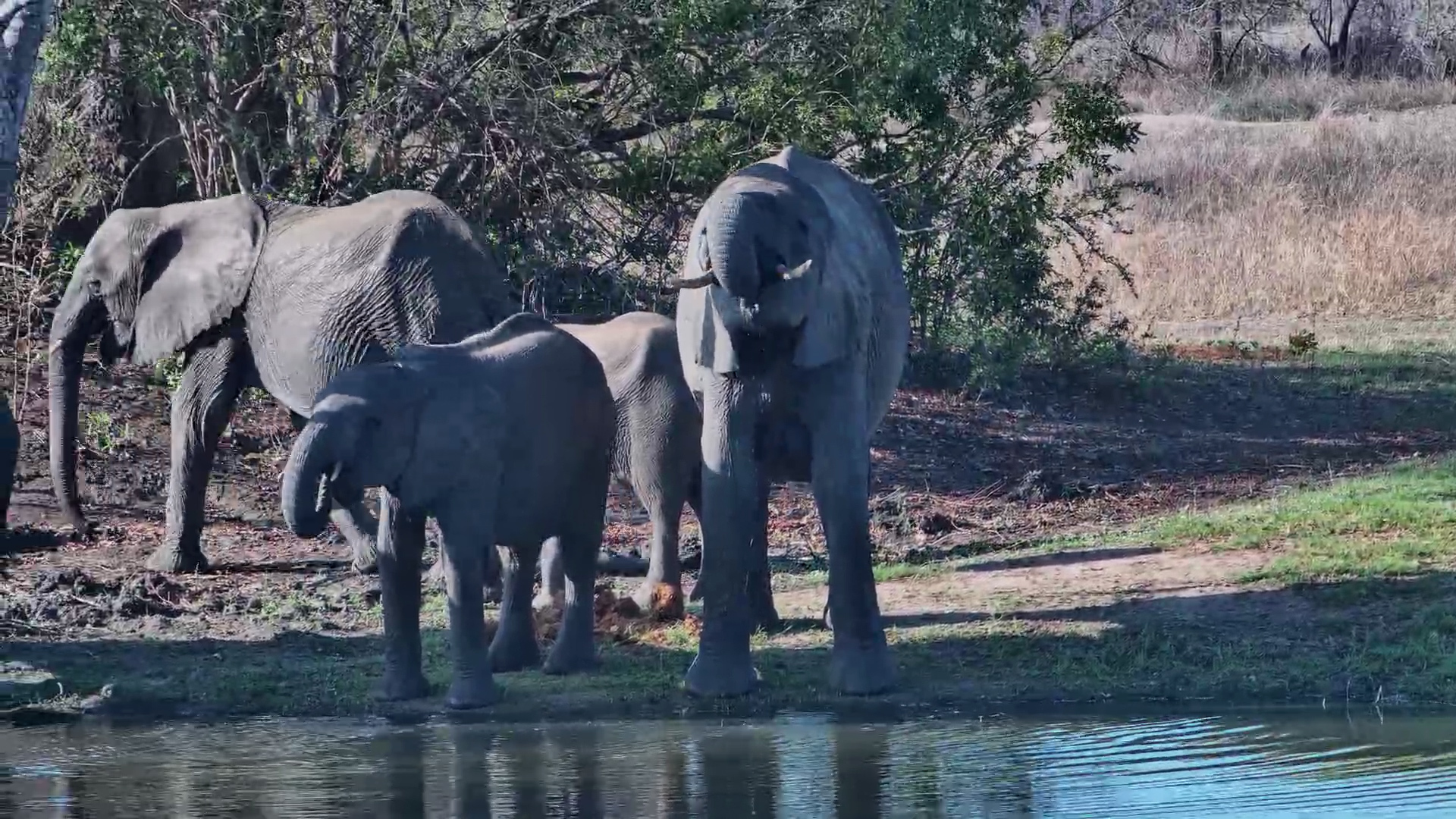 Elephant Family Drinks at Roy’s Waterhole