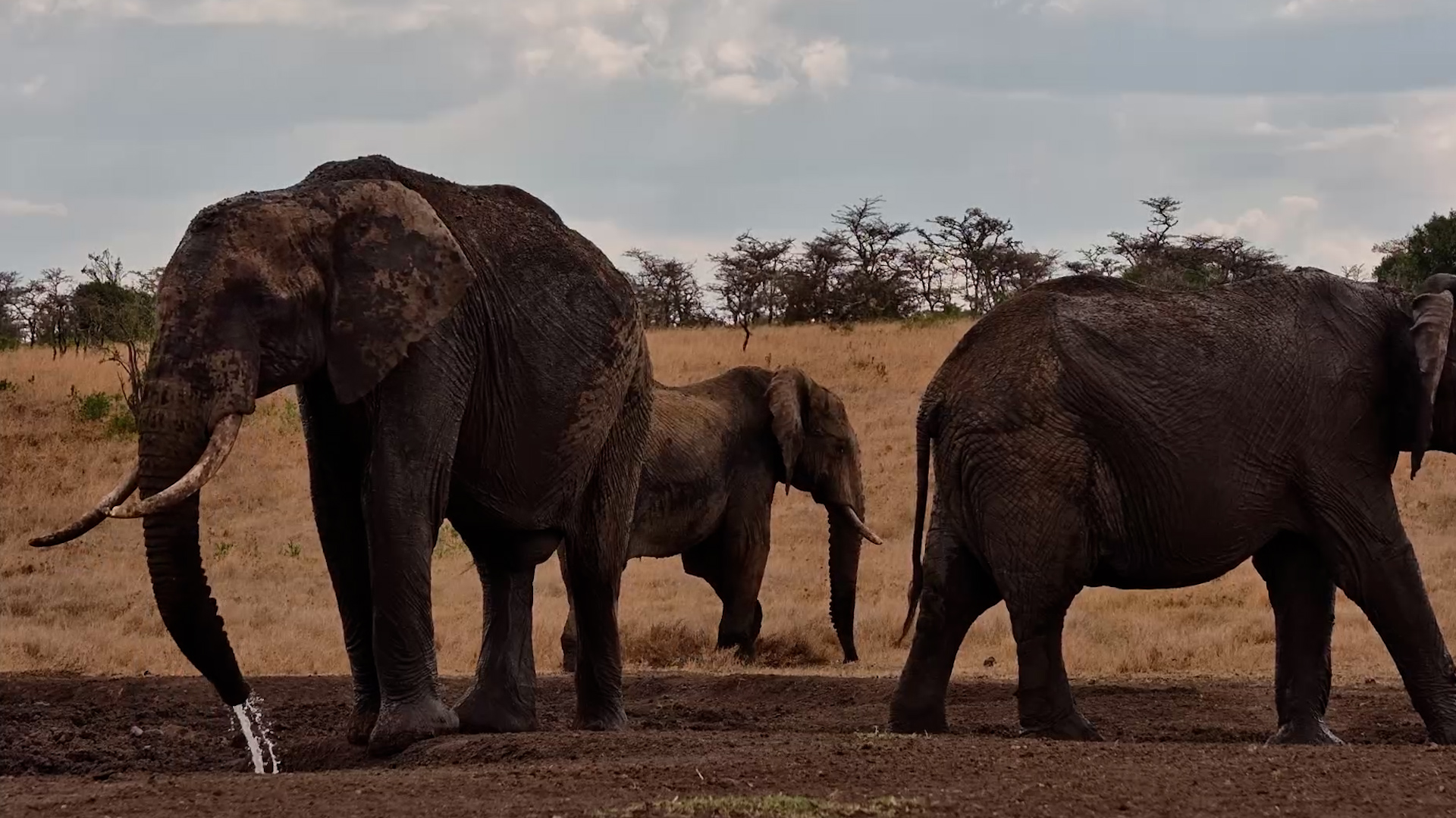 Elephants Take Over the Waterhole for the Afternoon!