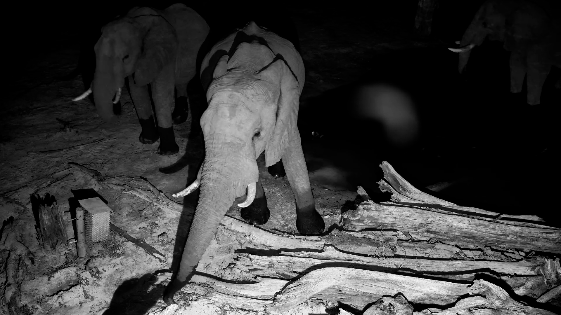 This Elephant Was Digging for a Secret Snack