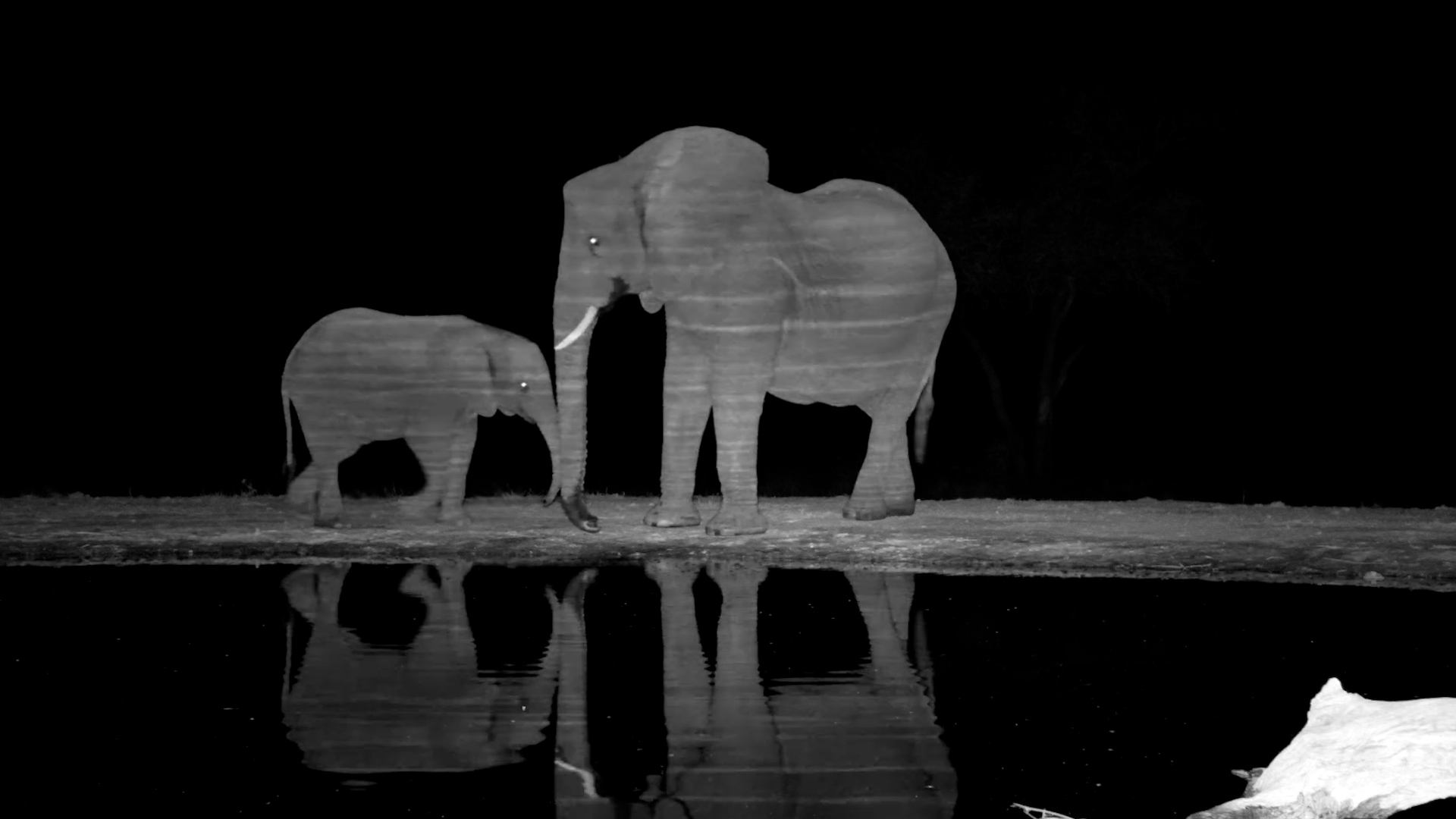 A Peaceful Night Among the Elephants