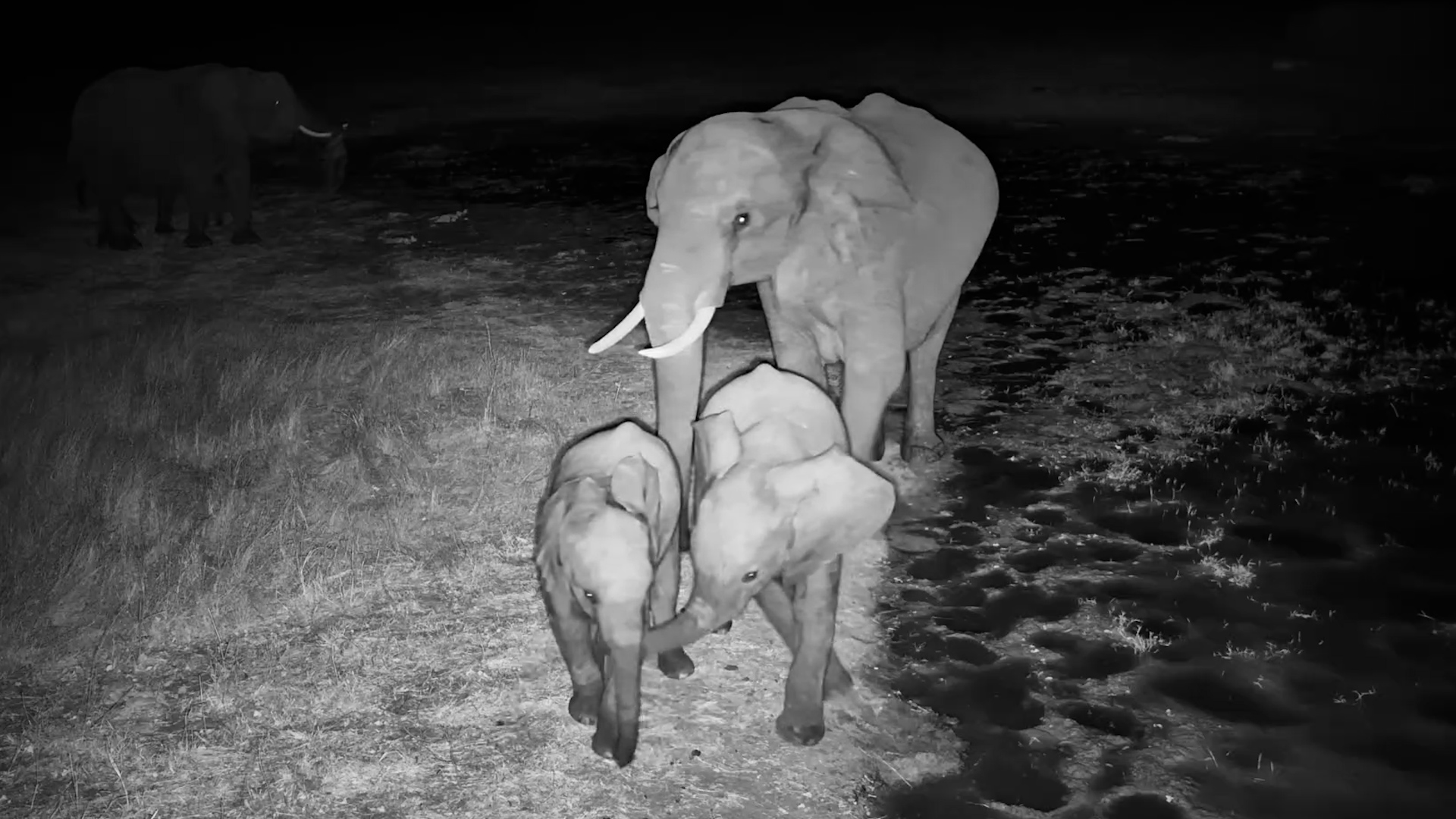 Elephants Gather at the Water's Edge After Dark