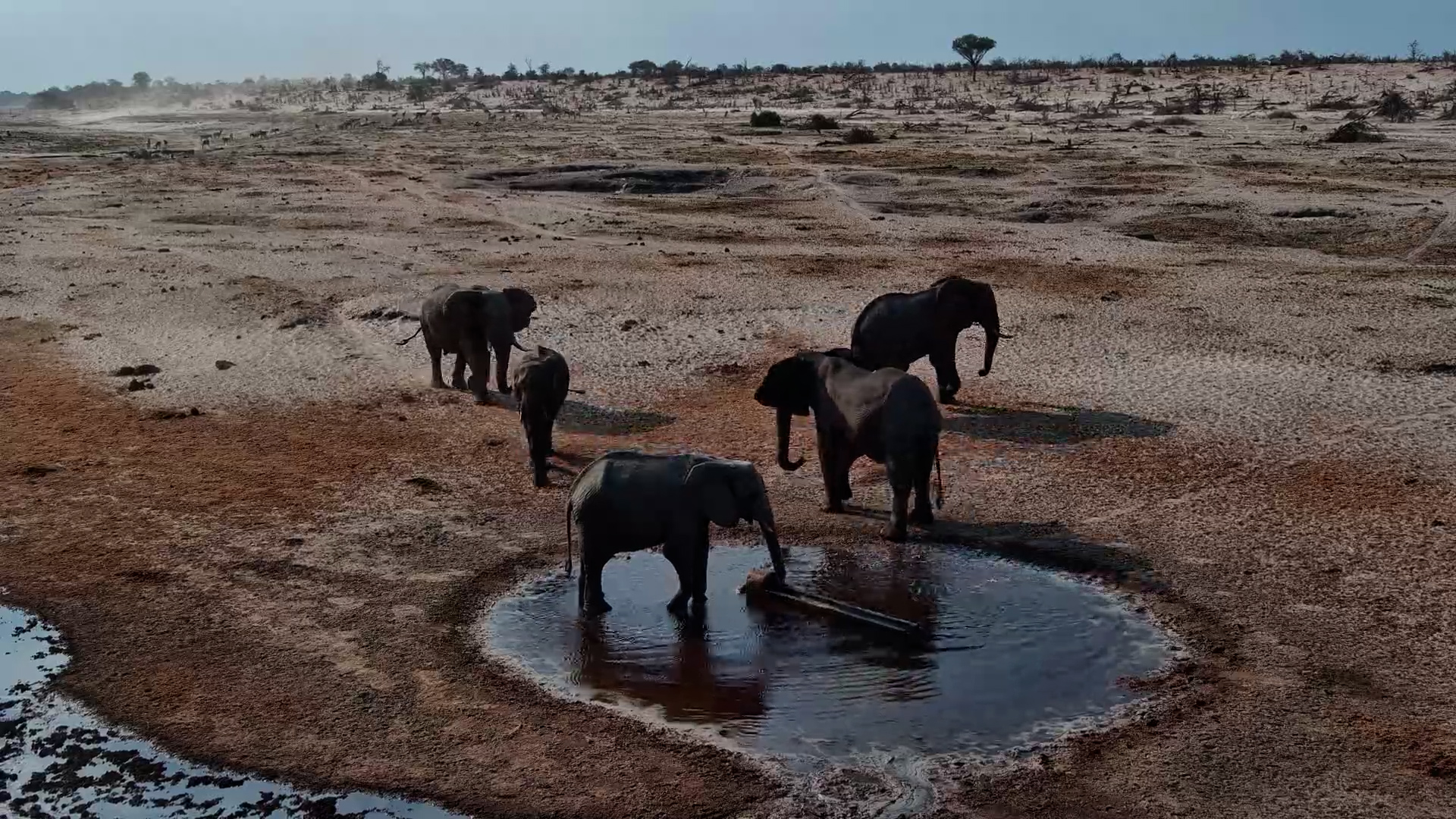 Elephants Arrive for a Drink at Moela