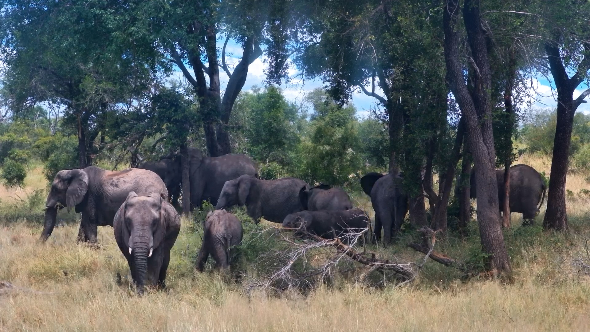 Elephants Relax in the Shade