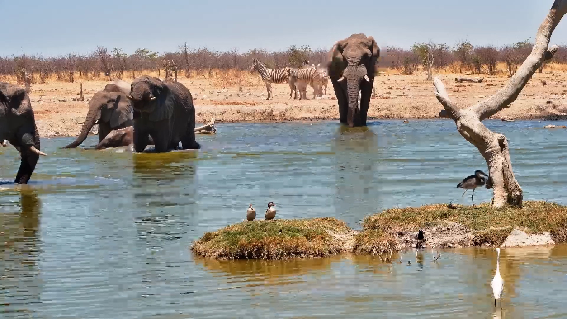 One Elephant Stands Out at Safarihoek