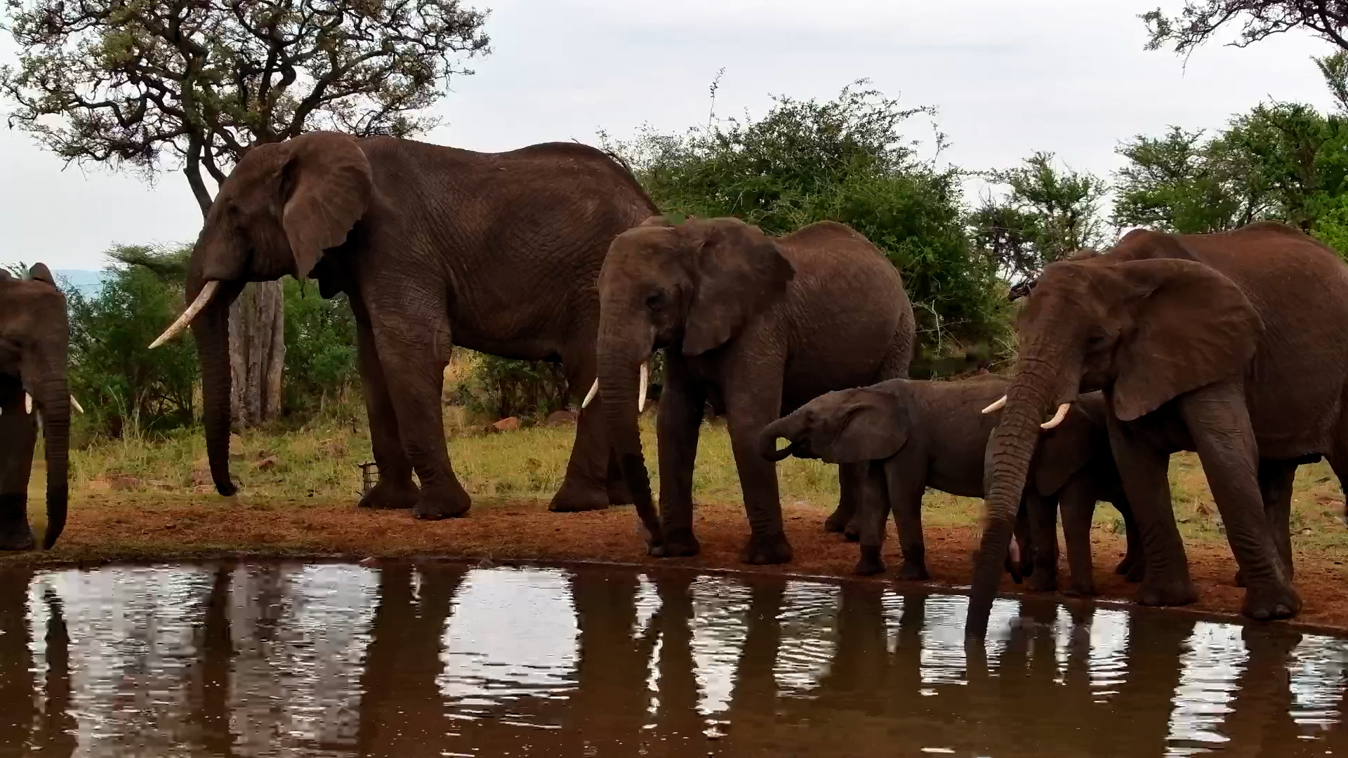 Elephant Family Drinks at Serengeti Explorer