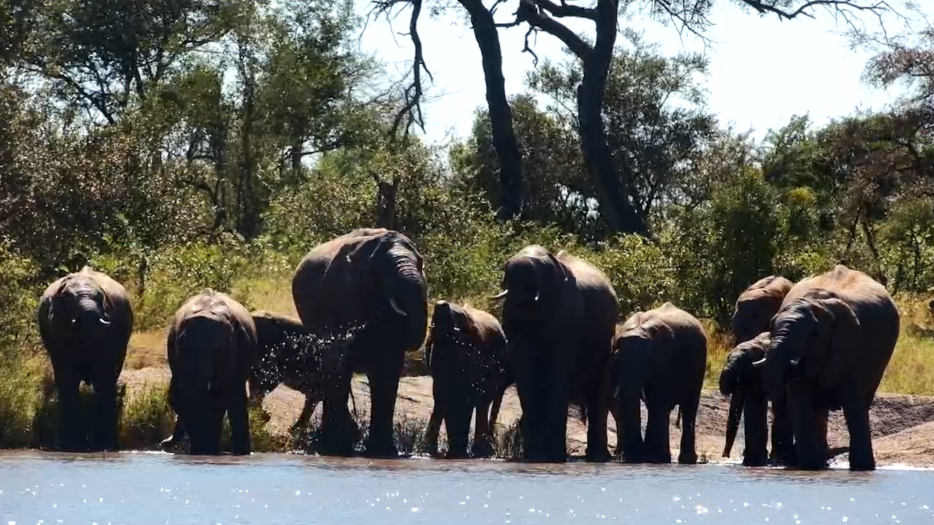 Just Elephants Drinking in the Wild