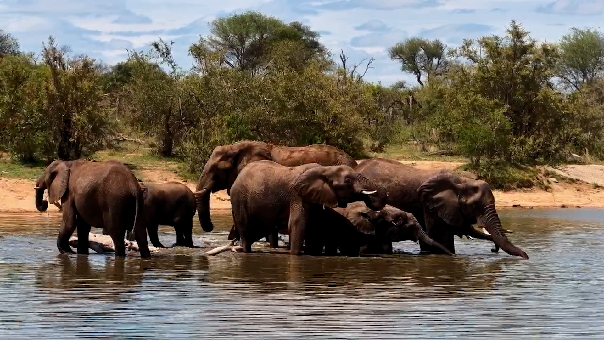 Elephant Herd Drinks at Simbavati Waterside