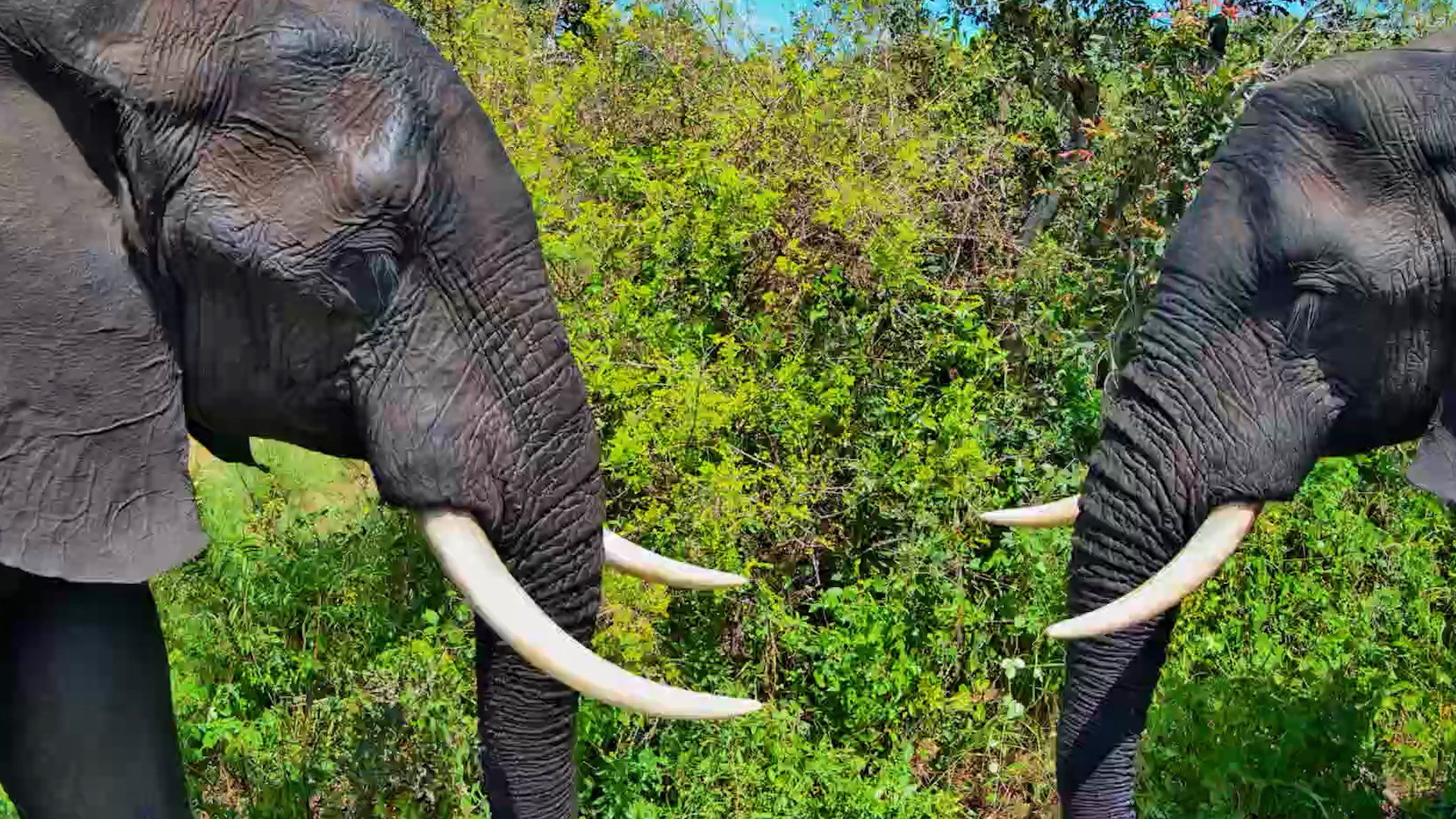 Elephants Loving the Water at Ulusaba