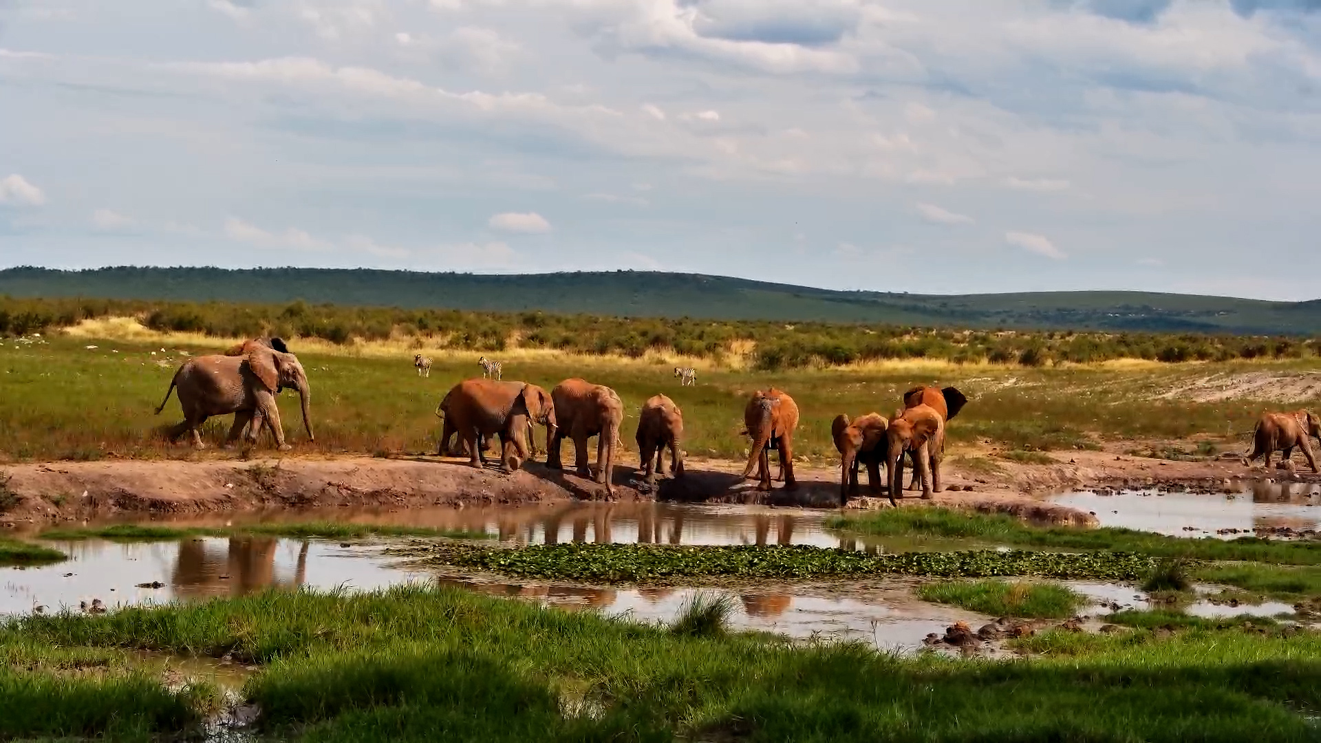 Elephants Hang Out at Tau
