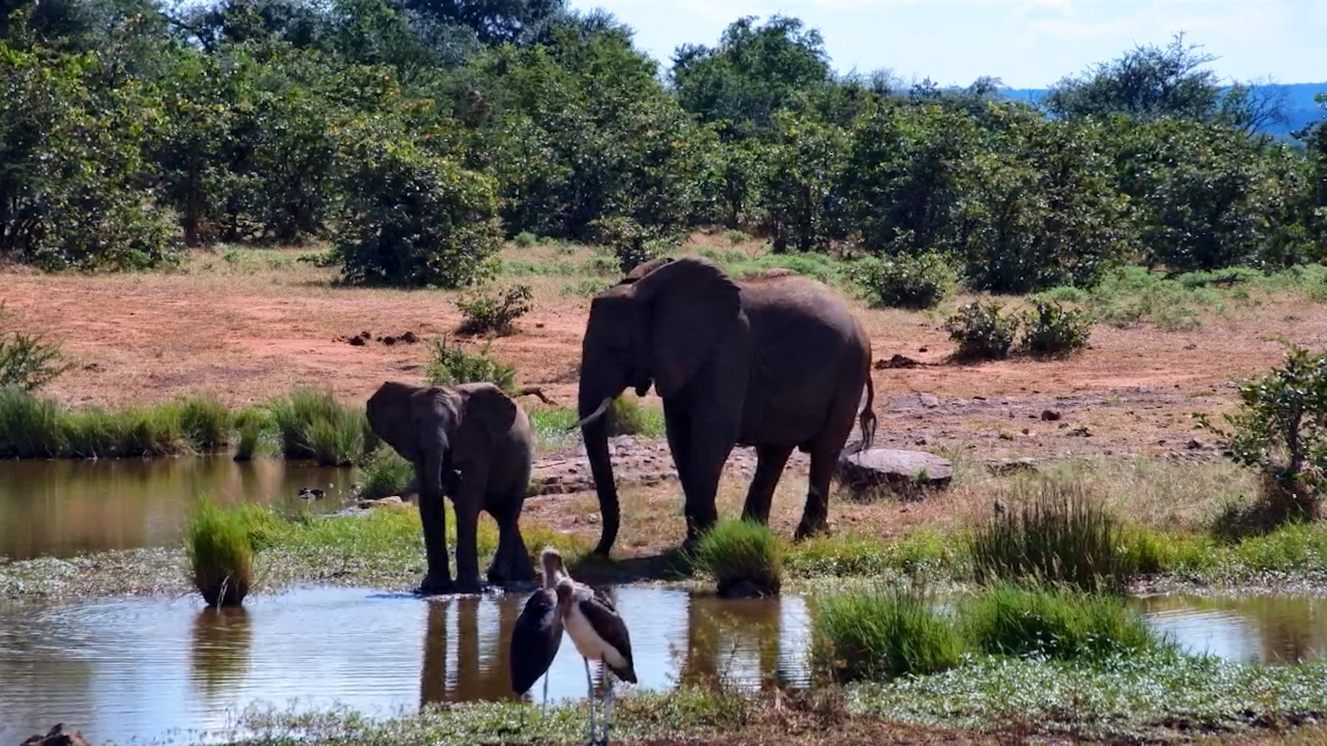 Elephant Mother and Calf at the Waterhole