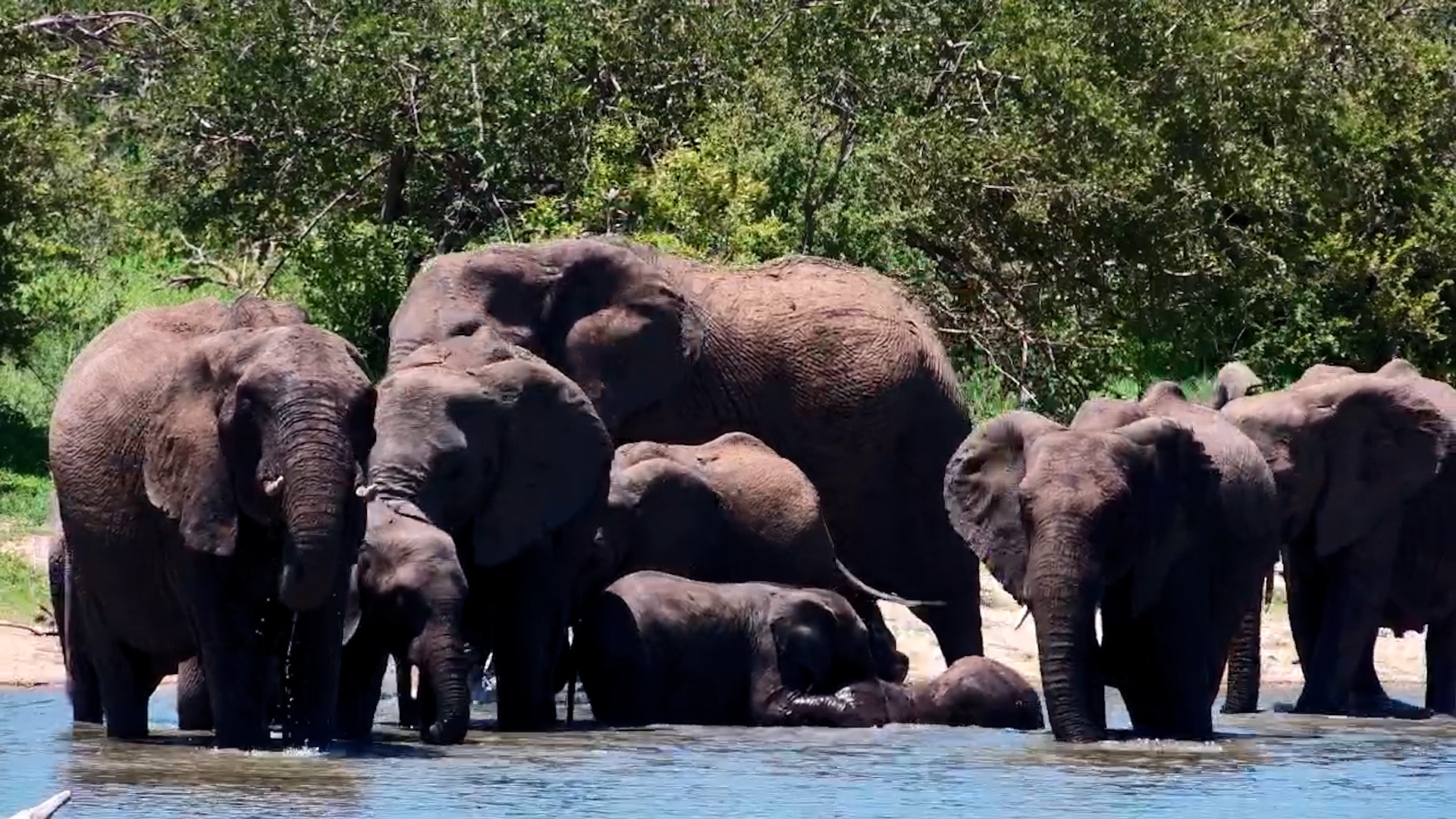 Elephant Herd Chills Out at Simbavati Waterside