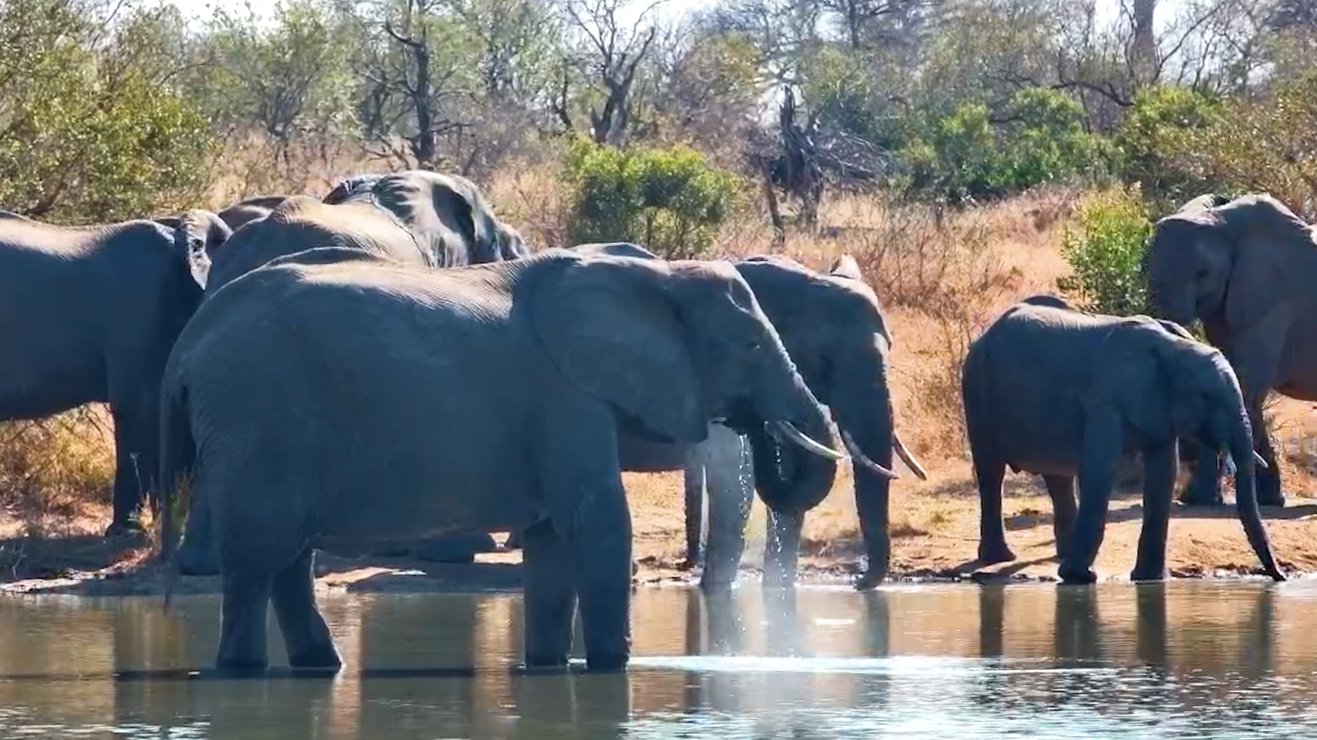 The Waterhole Fills With Elephants