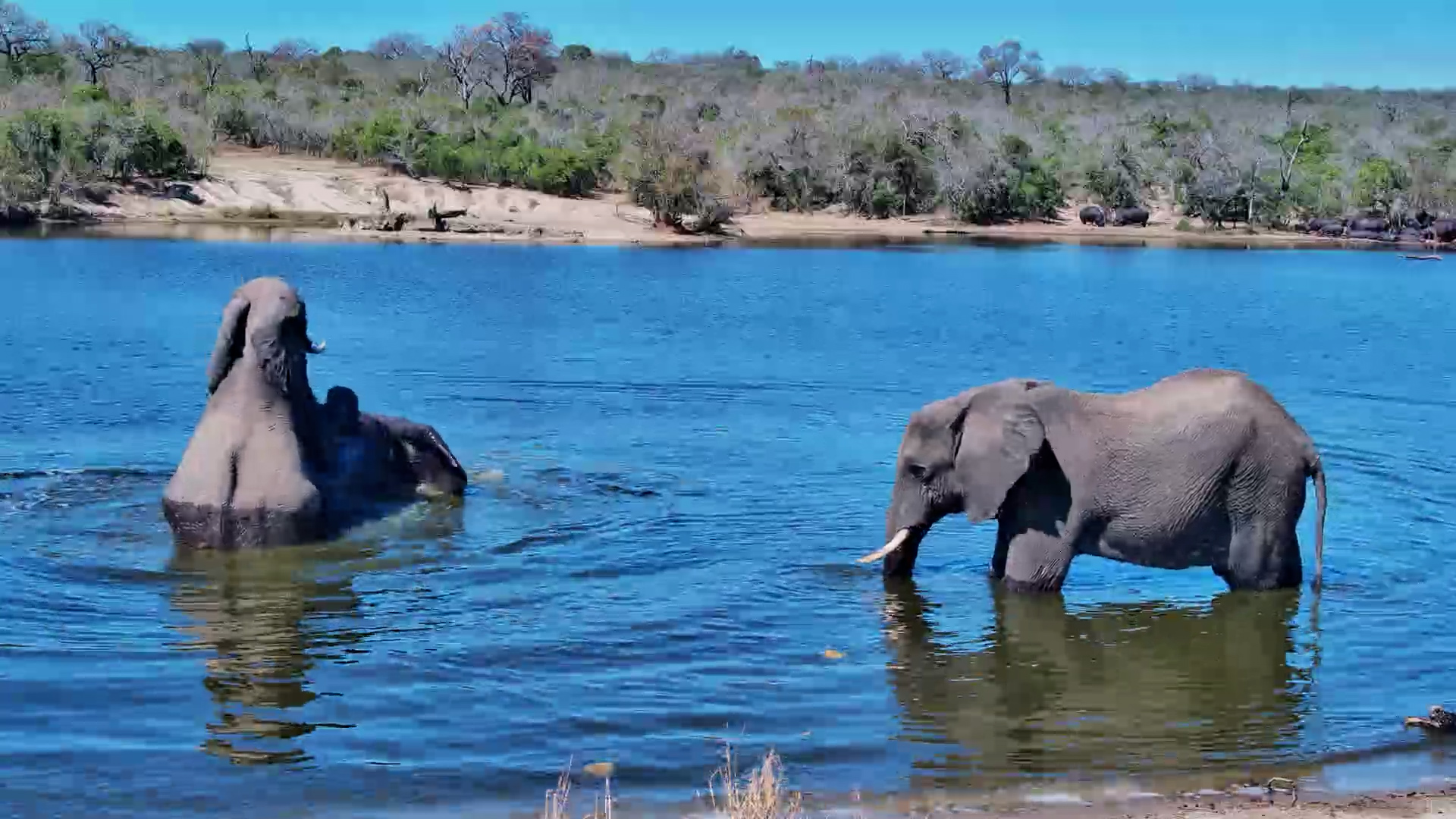 Elephants Splash, Swim & Play at the Waterhole!