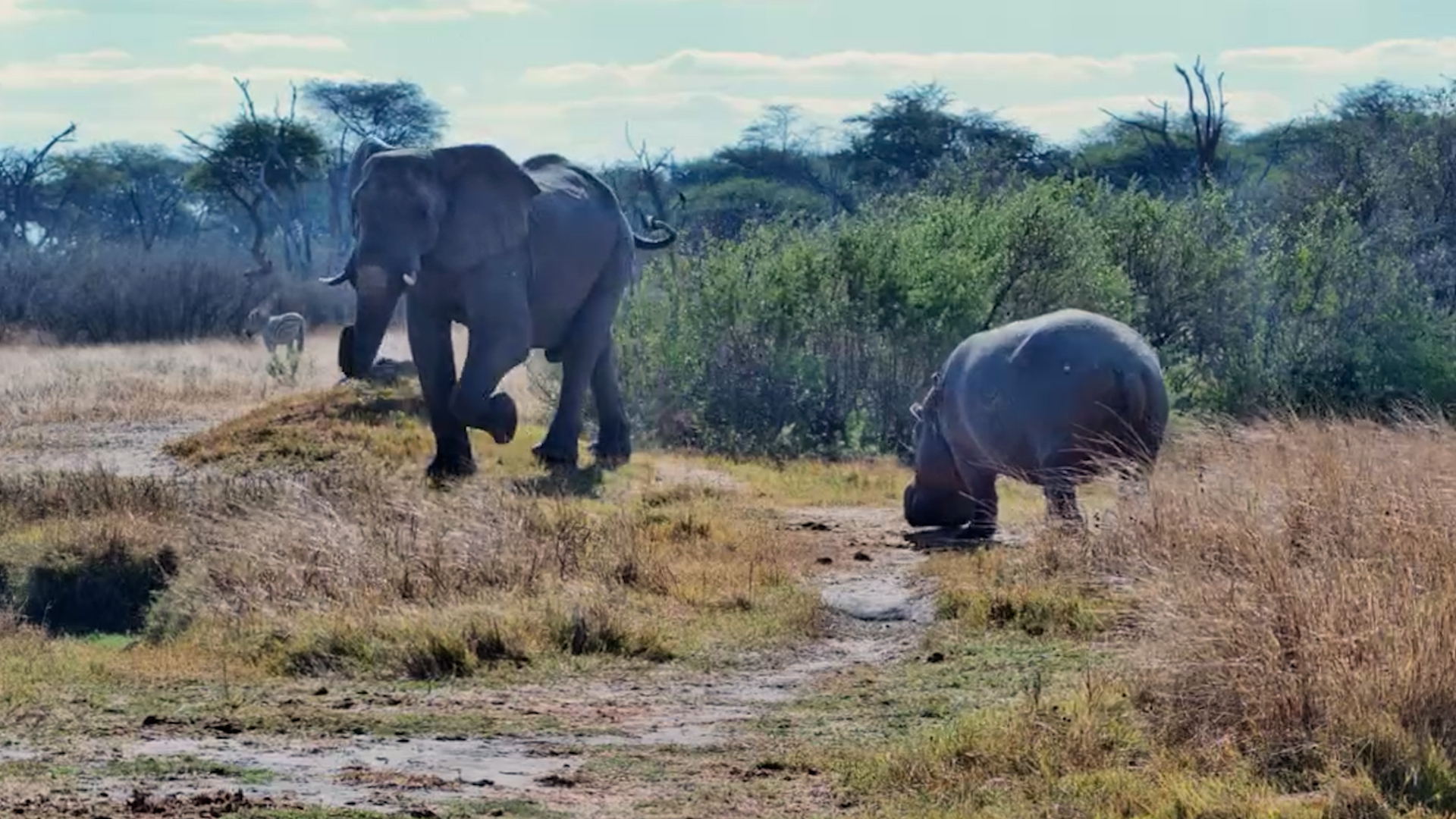 Even This Elephant Avoided Moto Moto