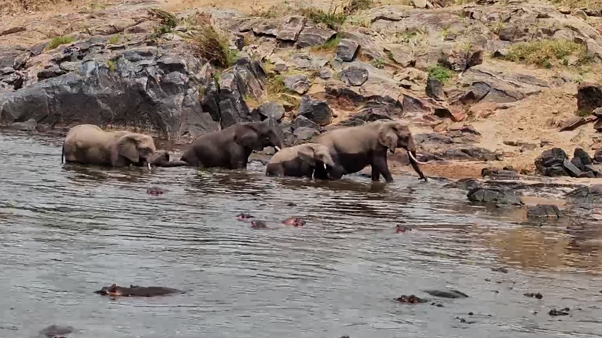 Watch Elephants Cross the Mara River