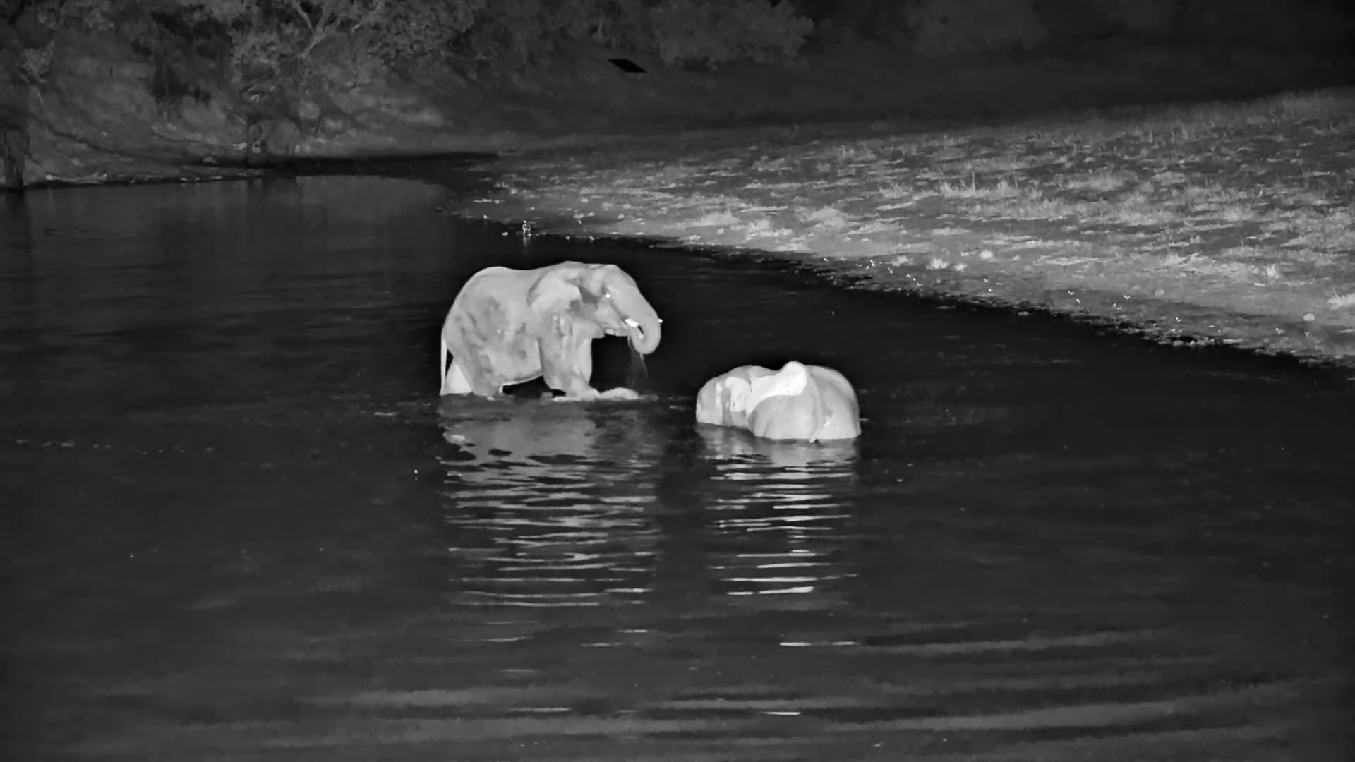 Elephant Night Party! Splashes and Fun at the River